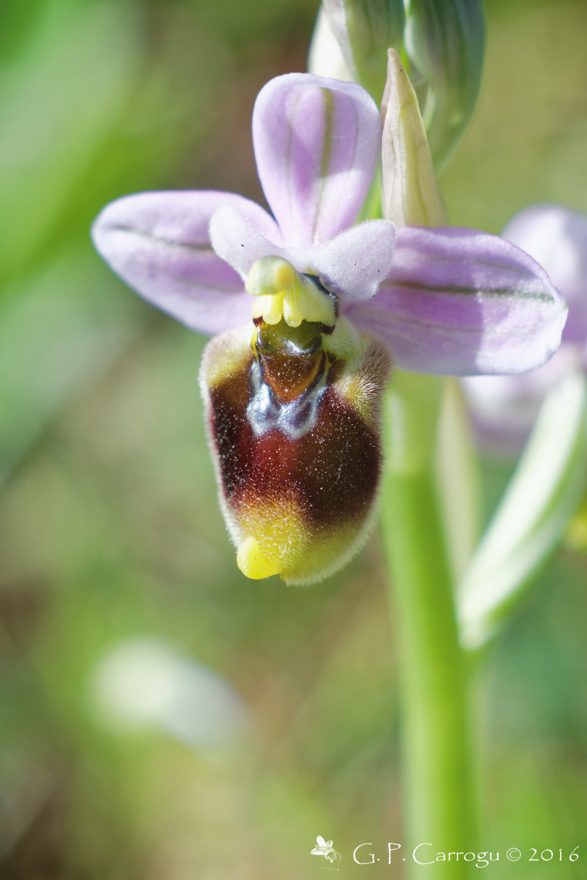 Canon EF 28-80mm f/3.5-5.6 sample photo. Ophrys tenthredinifera, sud sardegna canon eos m, macro tube, jupiter 9 85mm photography