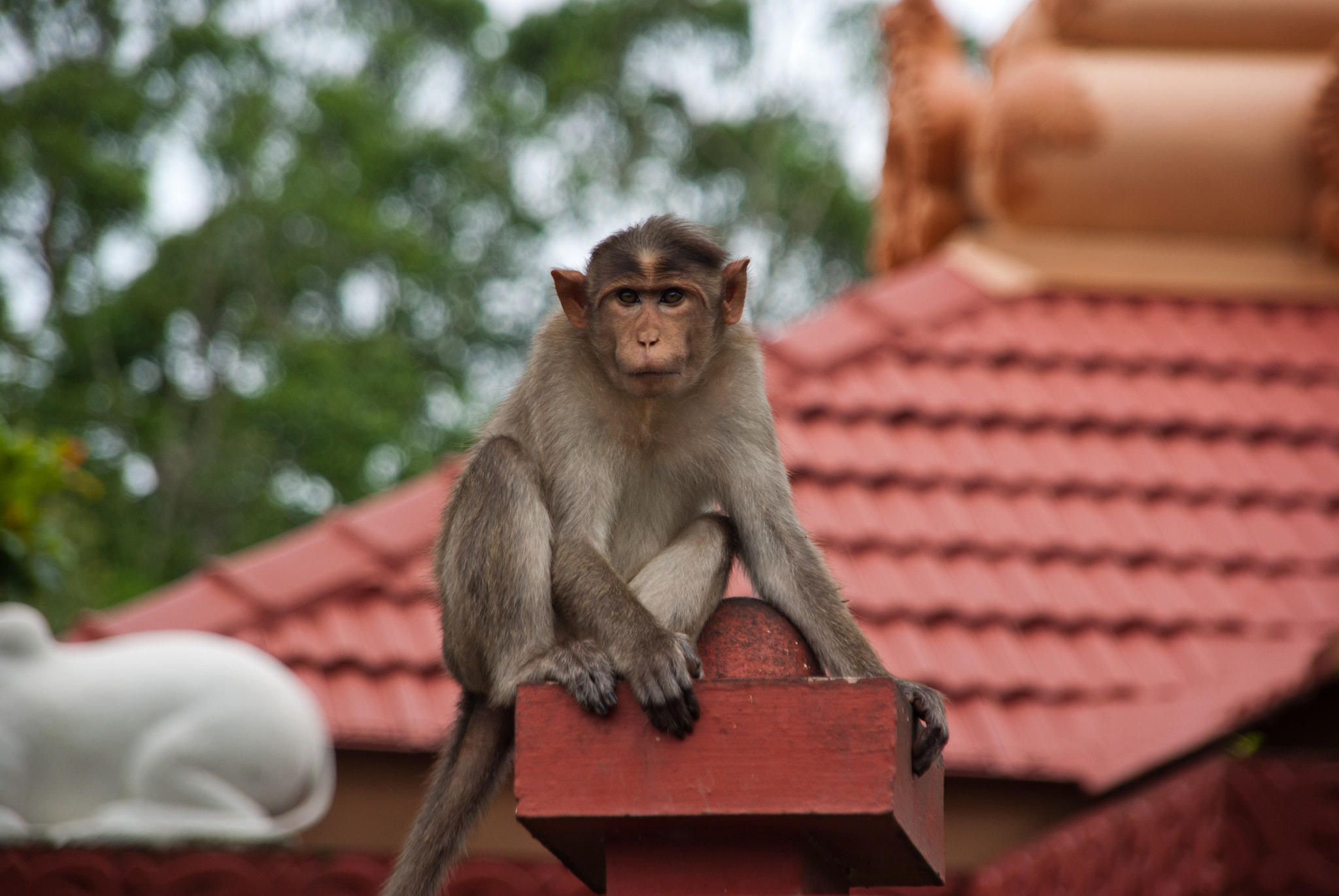 Pentax K200D + Sigma sample photo. Indian monkey sitting on the top photography