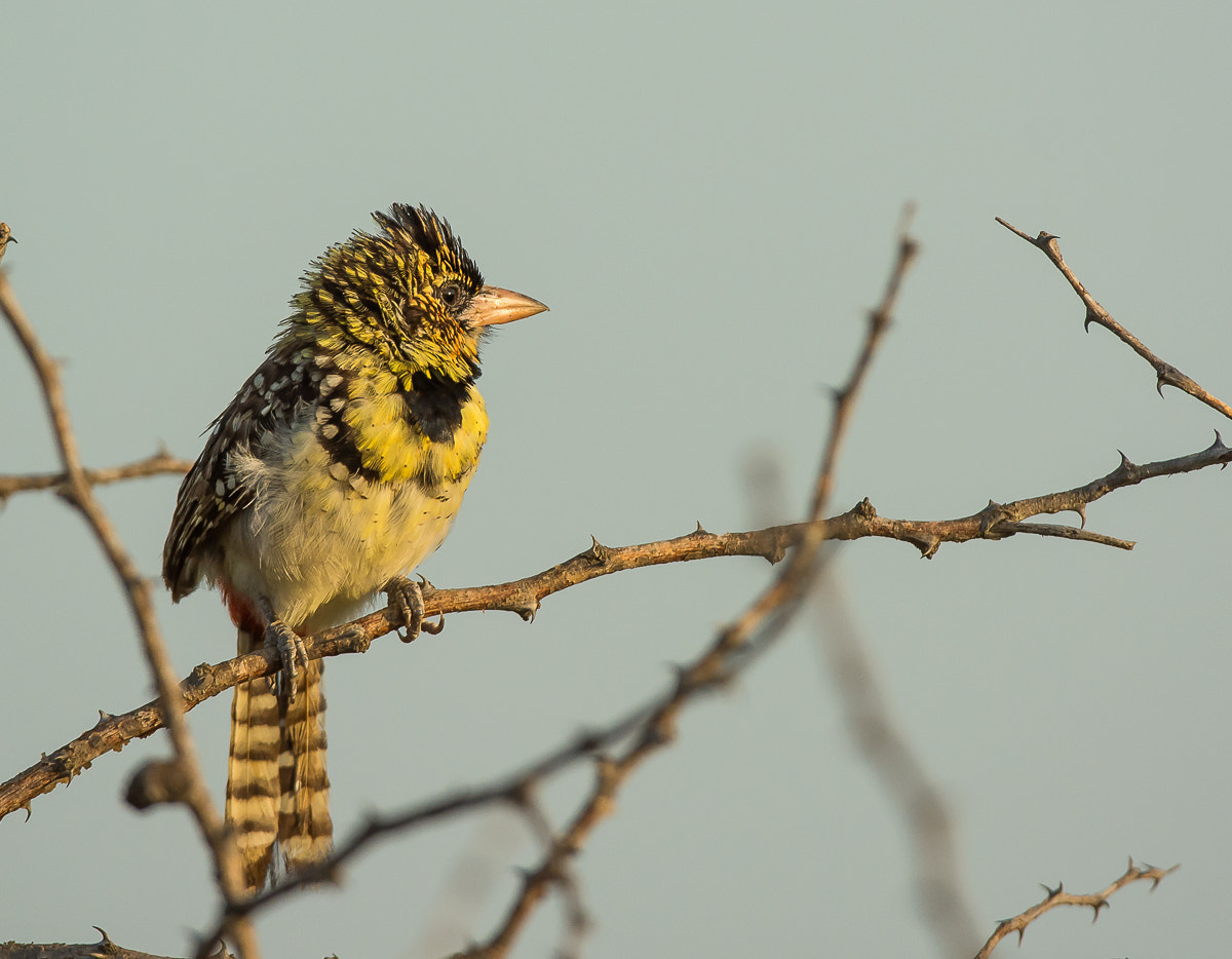 Nikon AF-S Nikkor 200-400mm F4G ED-IF VR sample photo. D'arnaud's barbet photography