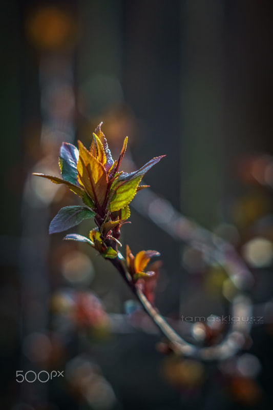 Sony a6000 + Minolta AF 50mm F1.7 sample photo. The colors of spring photography
