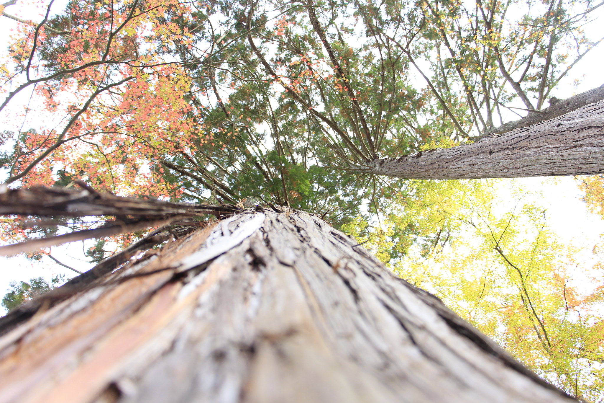 Canon EOS 700D (EOS Rebel T5i / EOS Kiss X7i) sample photo