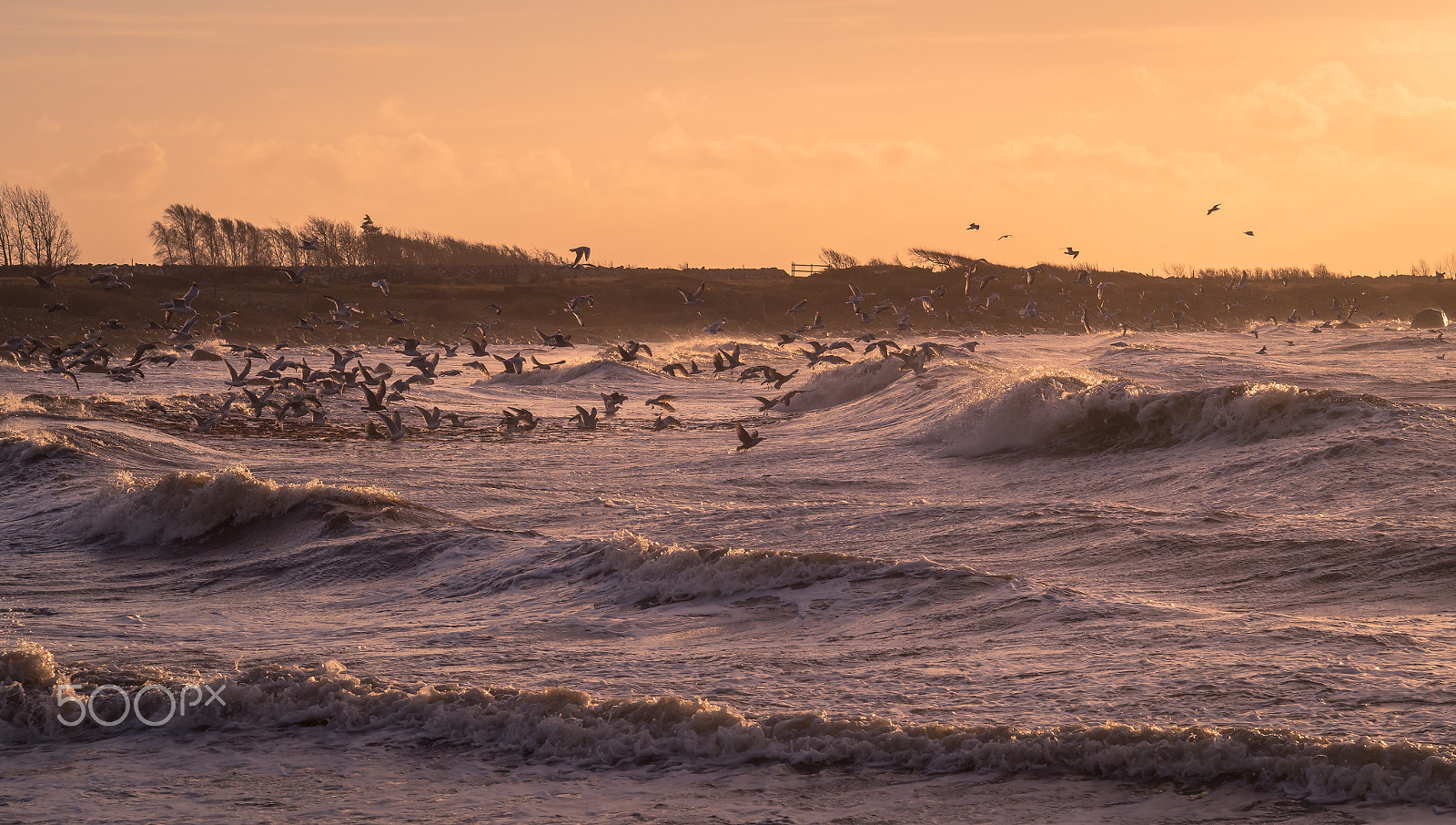 Olympus OM-D E-M5 + Sigma 60mm F2.8 DN Art sample photo. Windy aftrnoon... photography