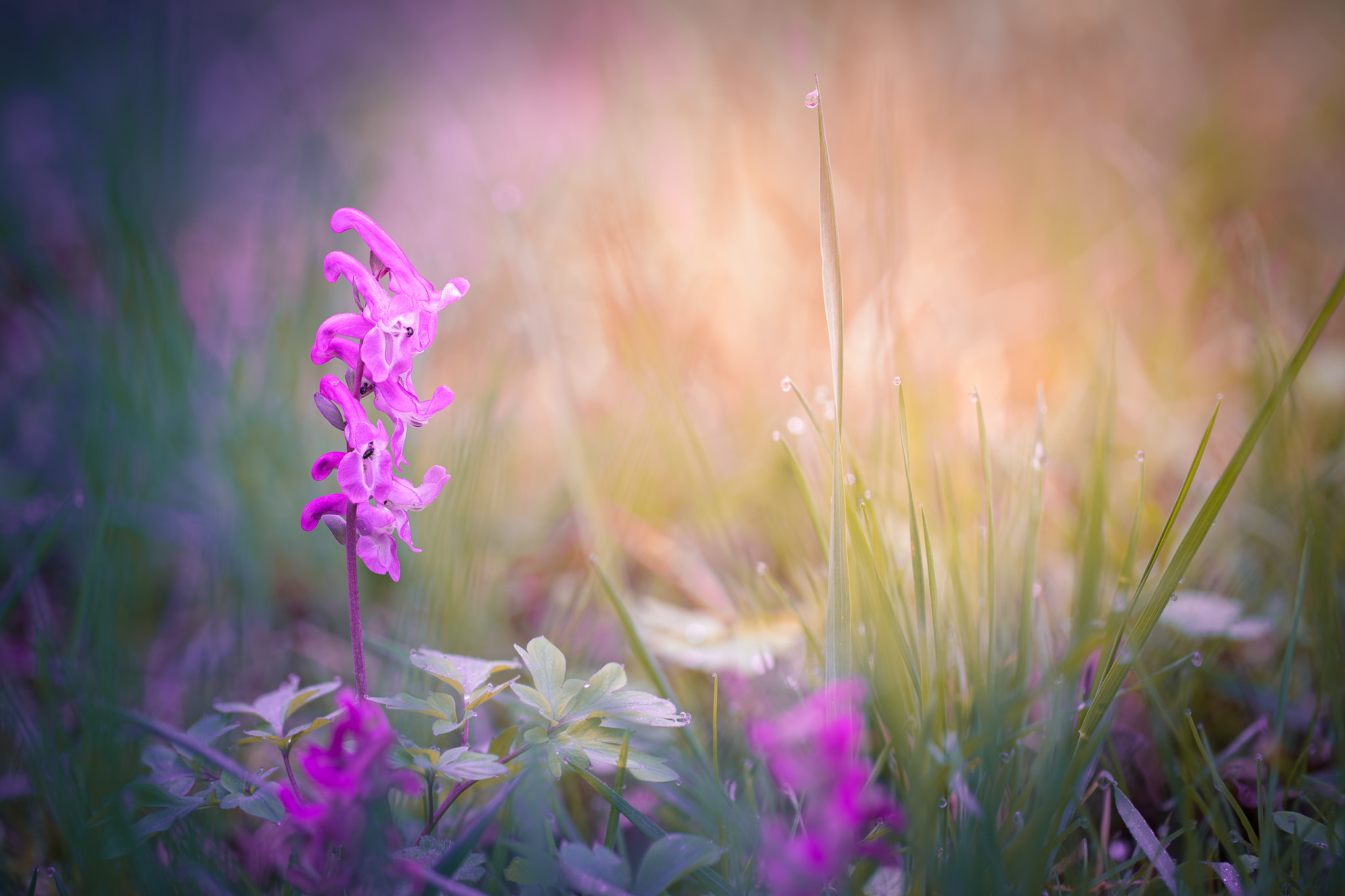 100mm F2.8 G SSM OSS sample photo. Corydalis photography