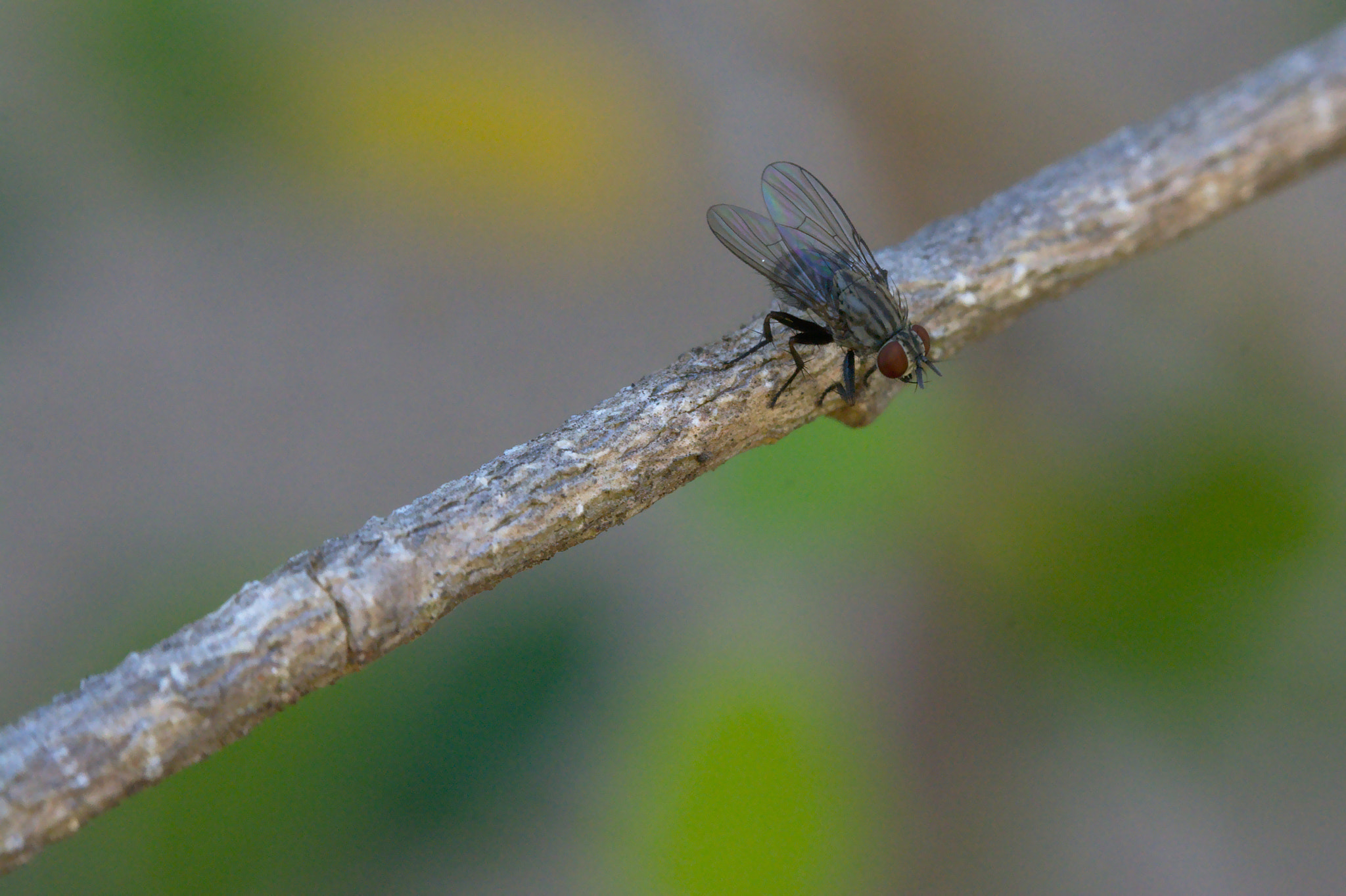 Nikon D7100 + Manual Lens No CPU sample photo. Fly photography