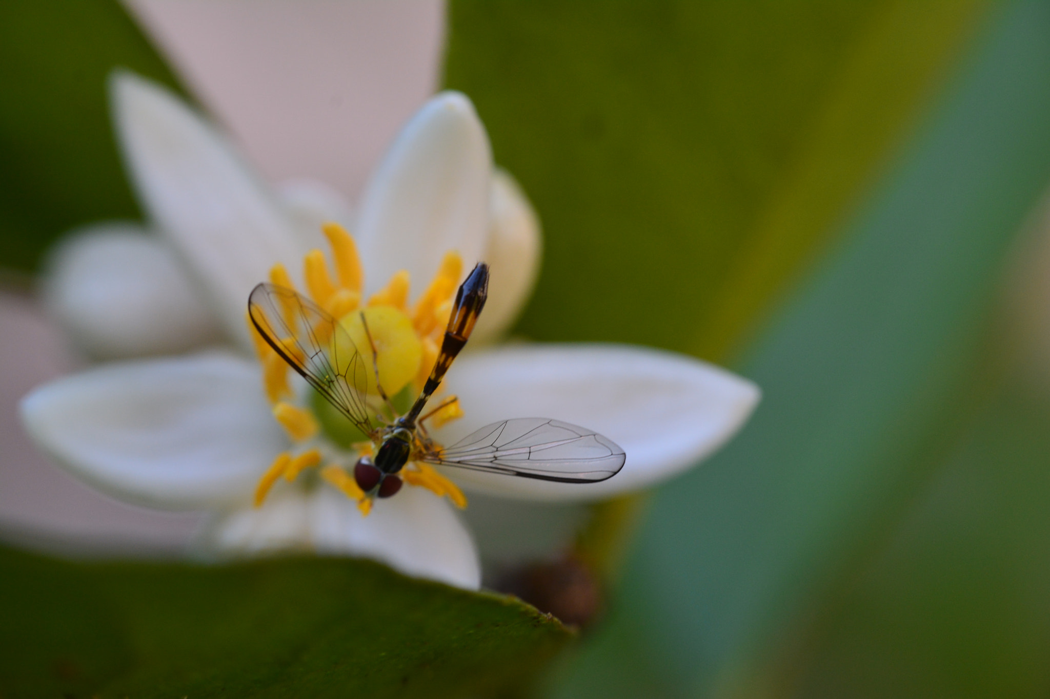 Nikon D7100 + Manual Lens No CPU sample photo. Bee in the garden photography