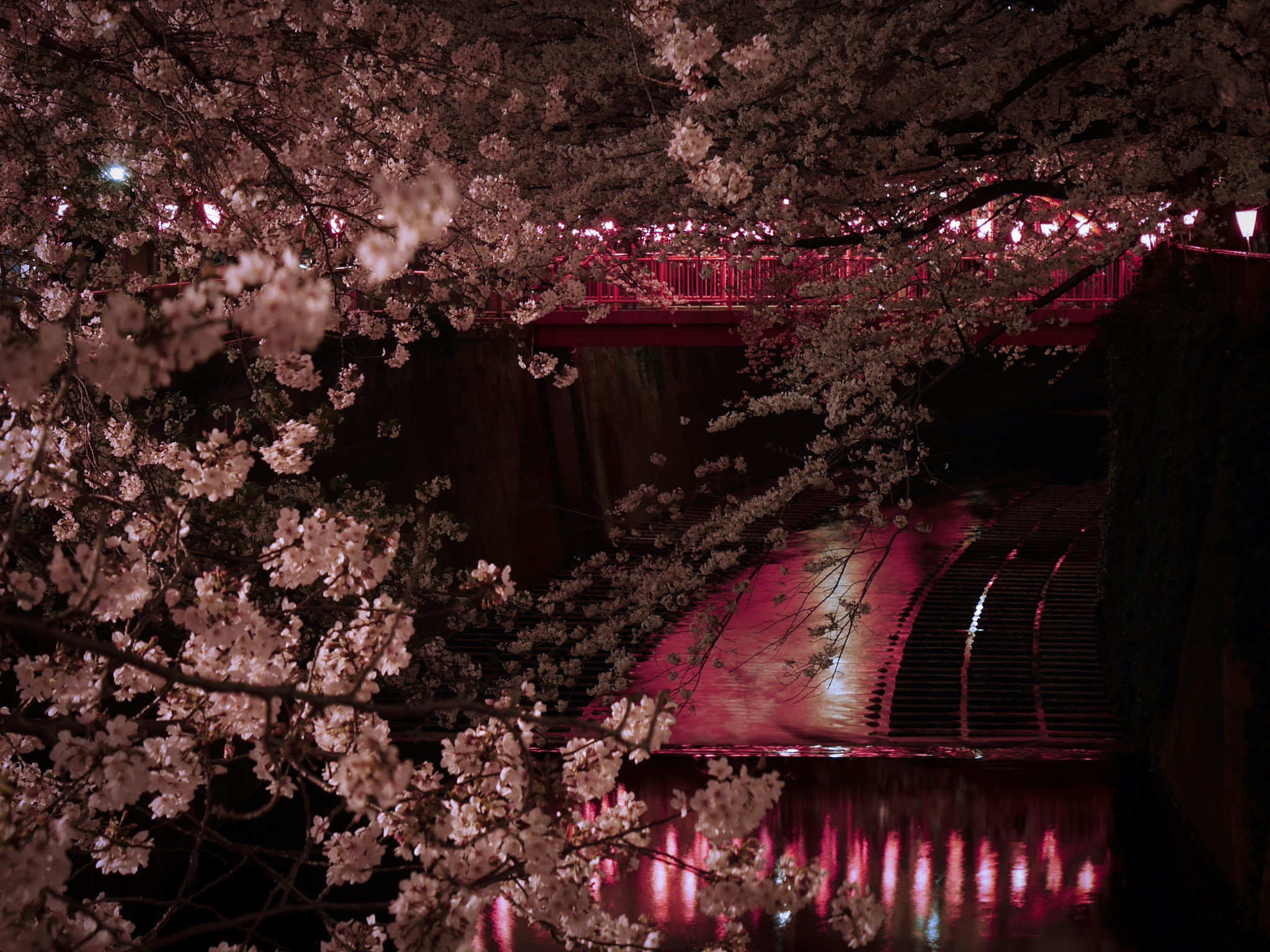 Panasonic DMC-GM1S sample photo. Sakura by the meguro river photography
