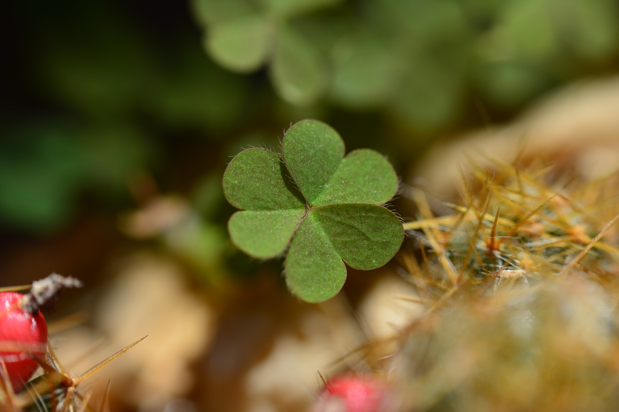 Manual Lens No CPU sample photo. Trevo photography