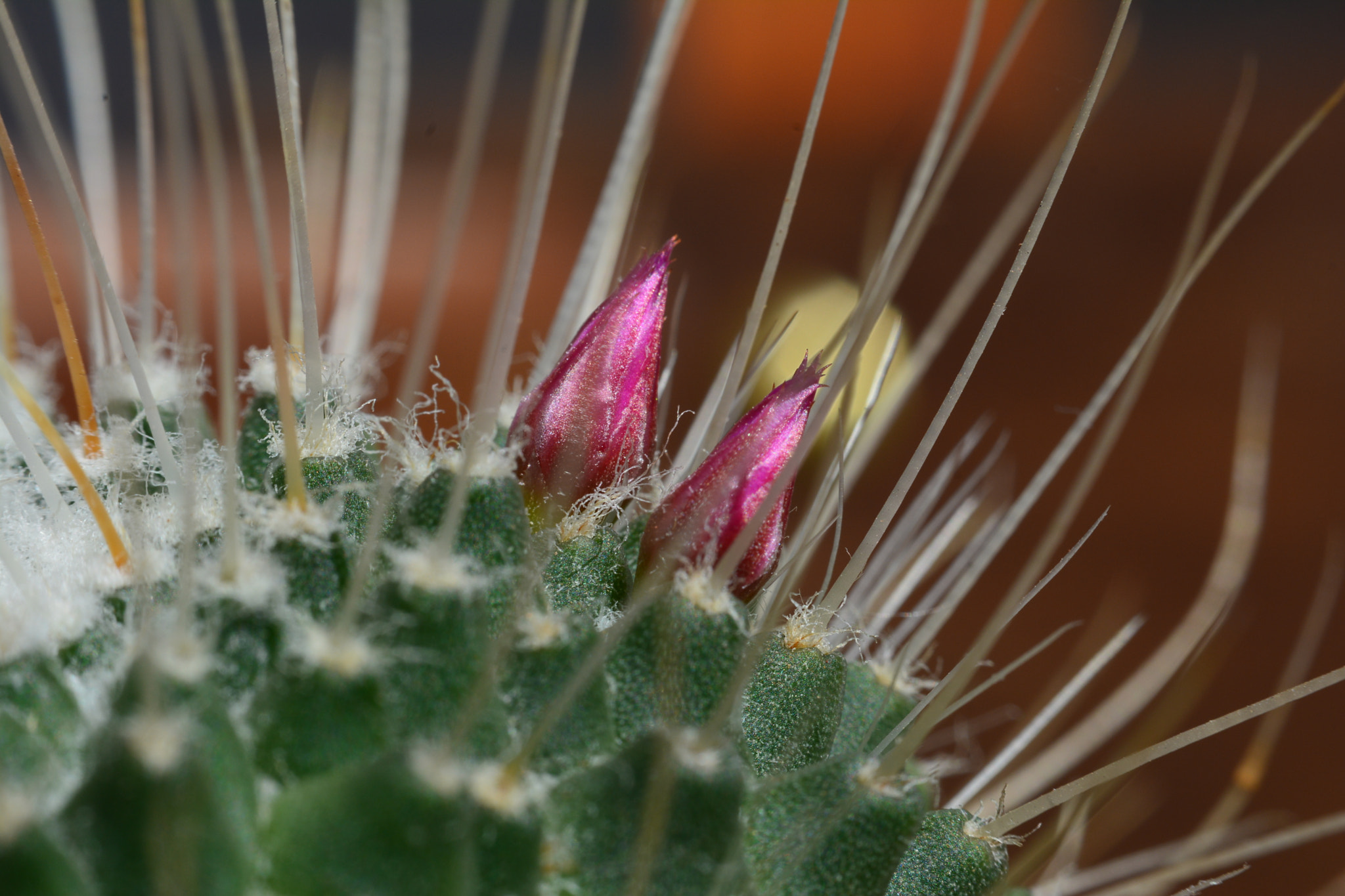 Manual Lens No CPU sample photo. Flor de cacto photography