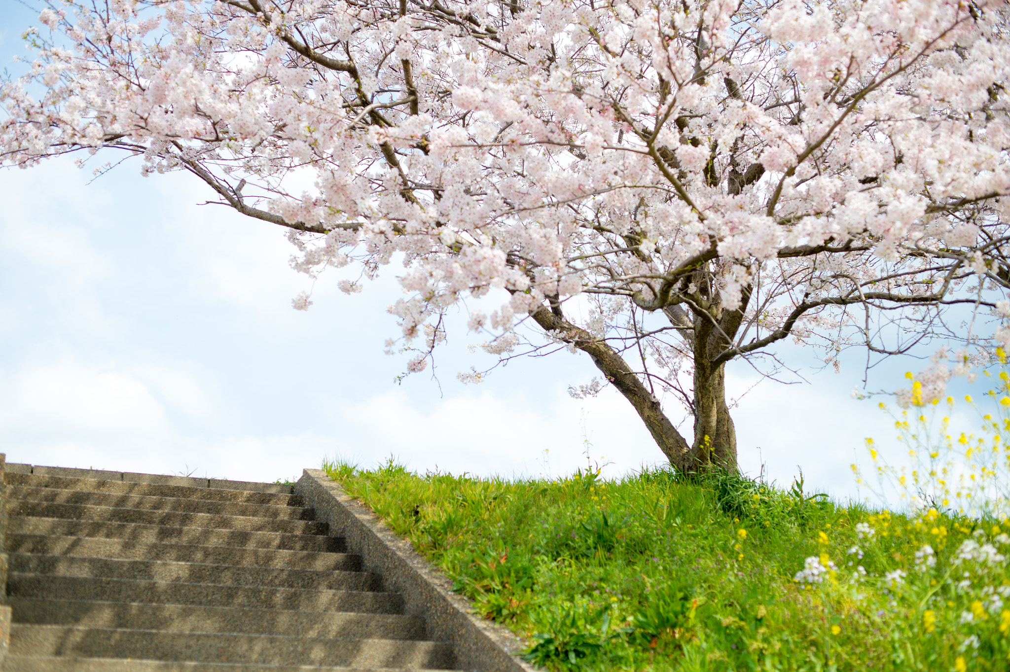Nikon Df + ZEISS Makro-Planar T* 50mm F2 sample photo. Spring has come photography