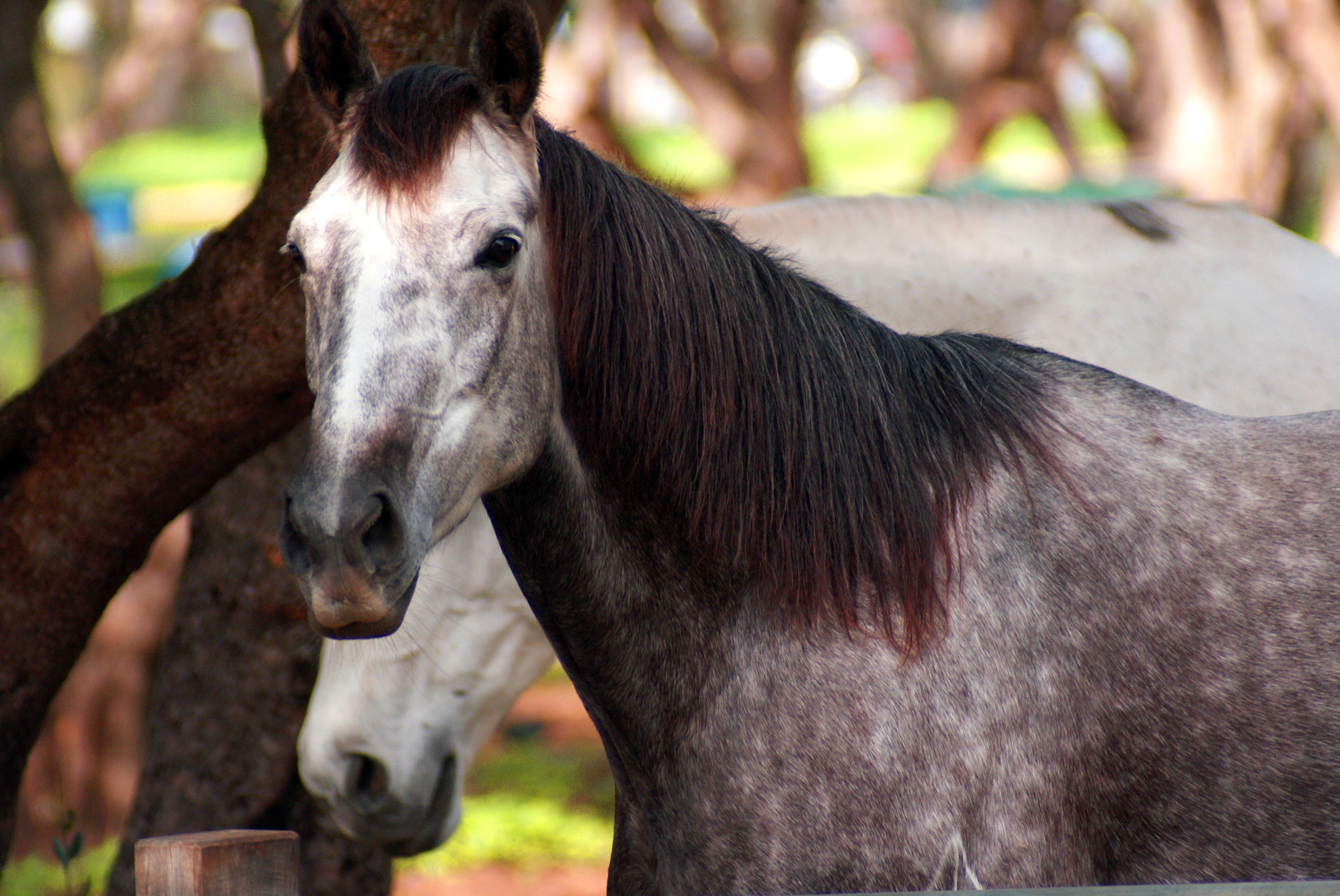 Sony Alpha DSLR-A300 sample photo. Horses photography