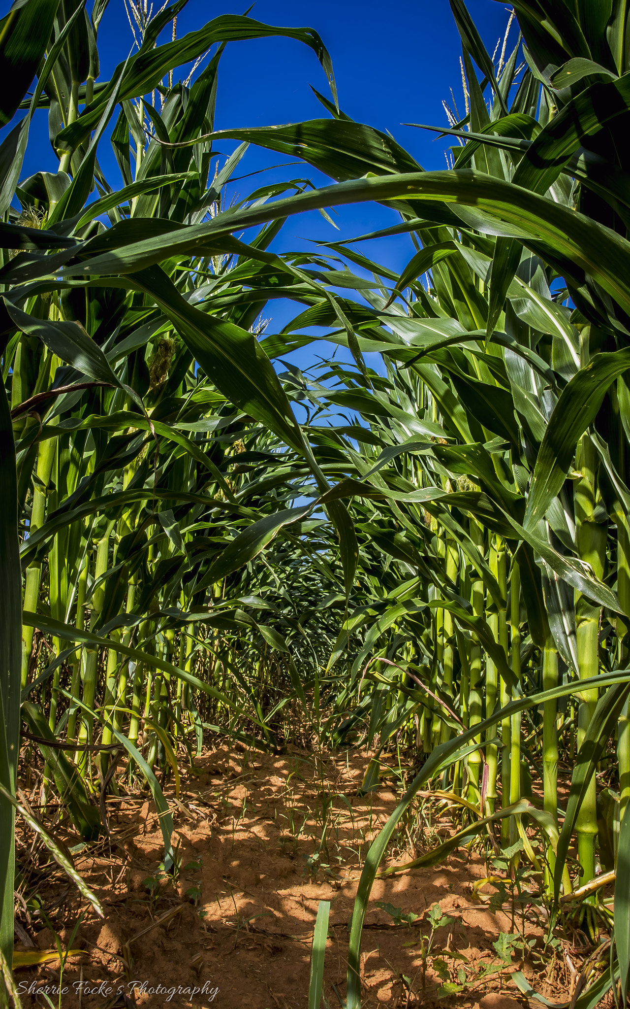 Canon EF 24-70mm F2.8L II USM sample photo. Draper wma corn row photography