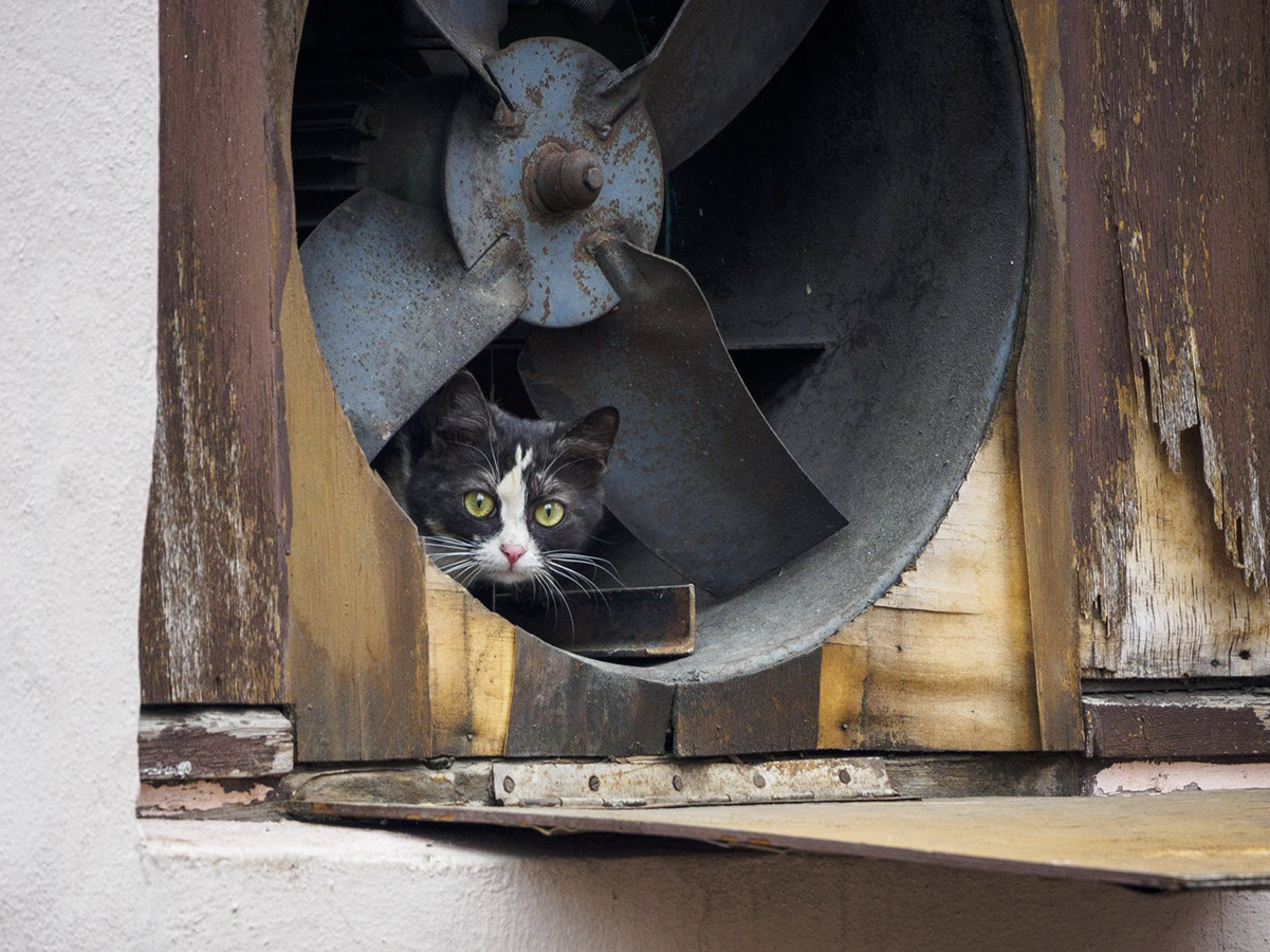 LUMIX G VARIO 45-150/F4.0-5.6 sample photo. Propeller cat ii photography