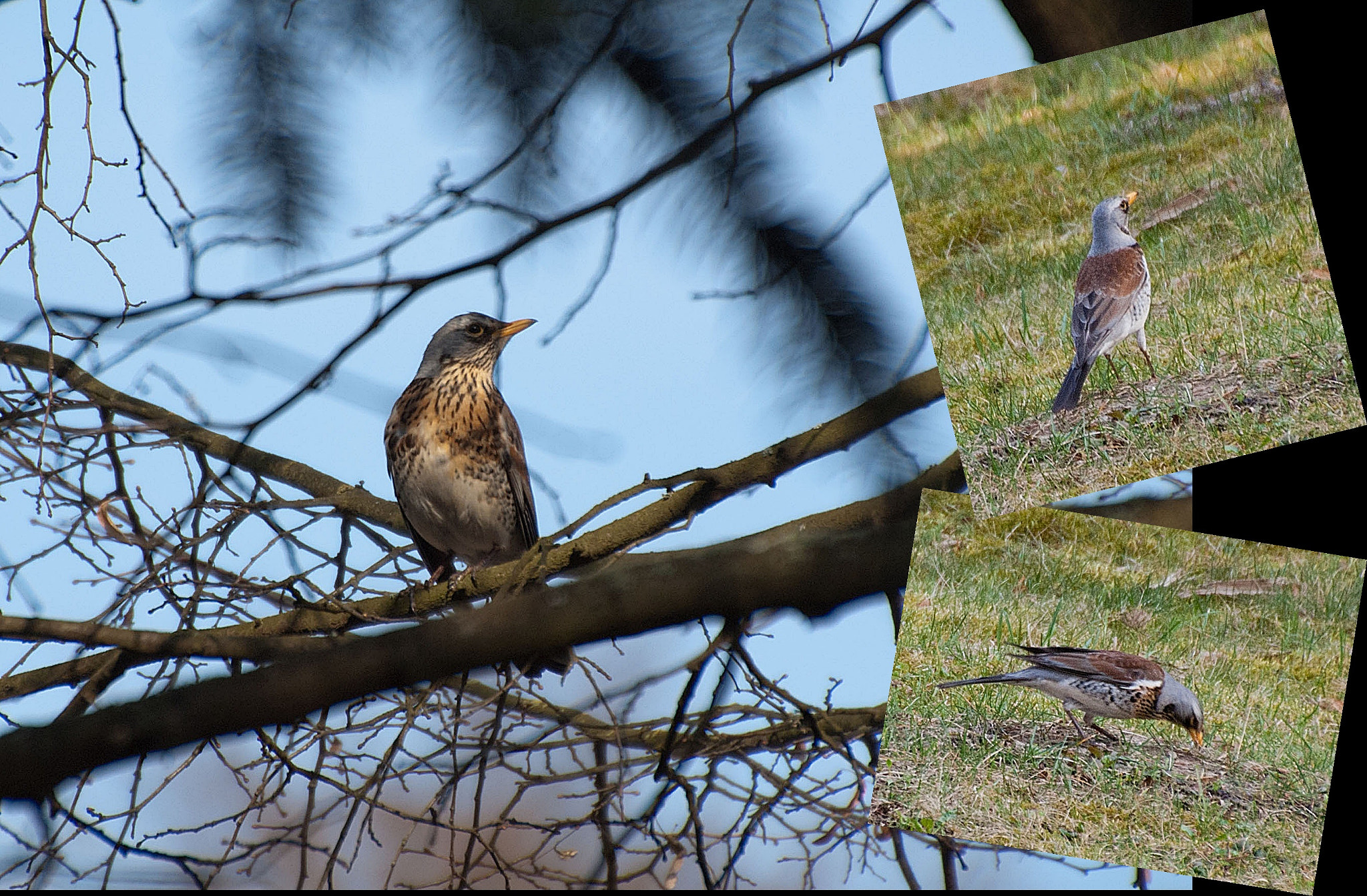 Sony Alpha DSLR-A300 + DT 18-270mm F3.5-6.3 SSM sample photo. Kwiczoł photography