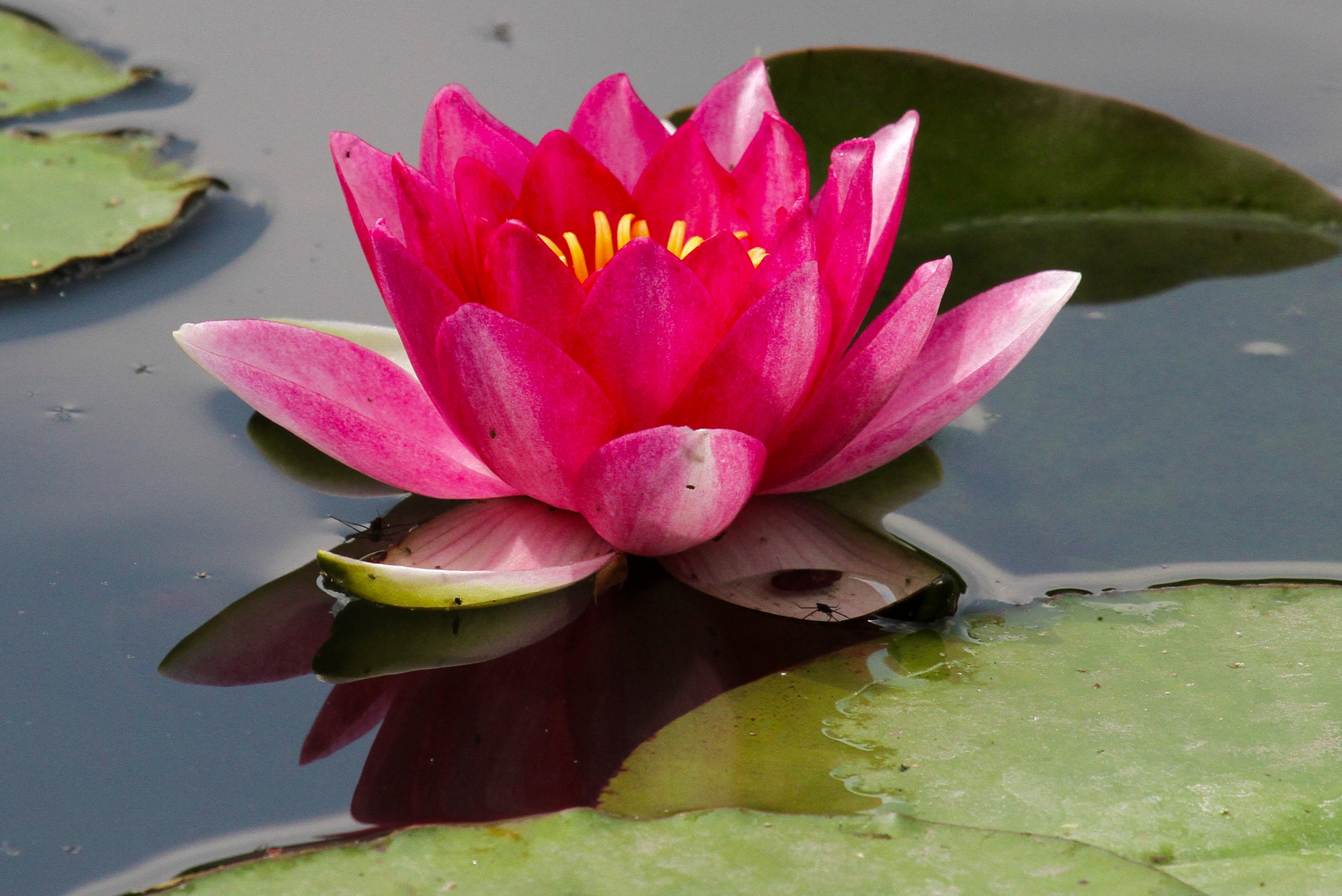 Canon EF 100-400mm F4.5-5.6L IS USM sample photo. Pink lilly photography