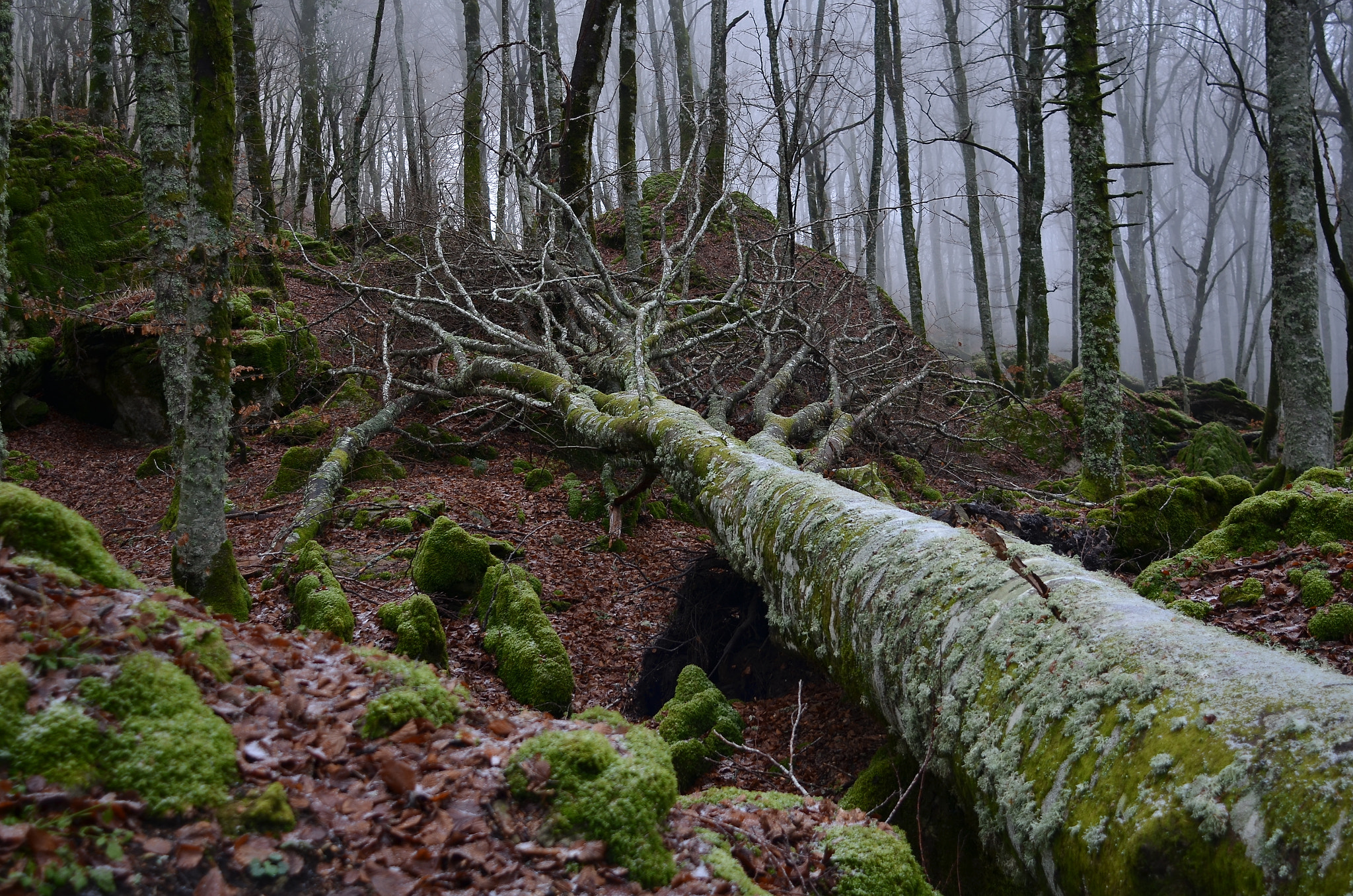 Nikon D7000 + AF Nikkor 24mm f/2.8 sample photo. Fallen tree. photography