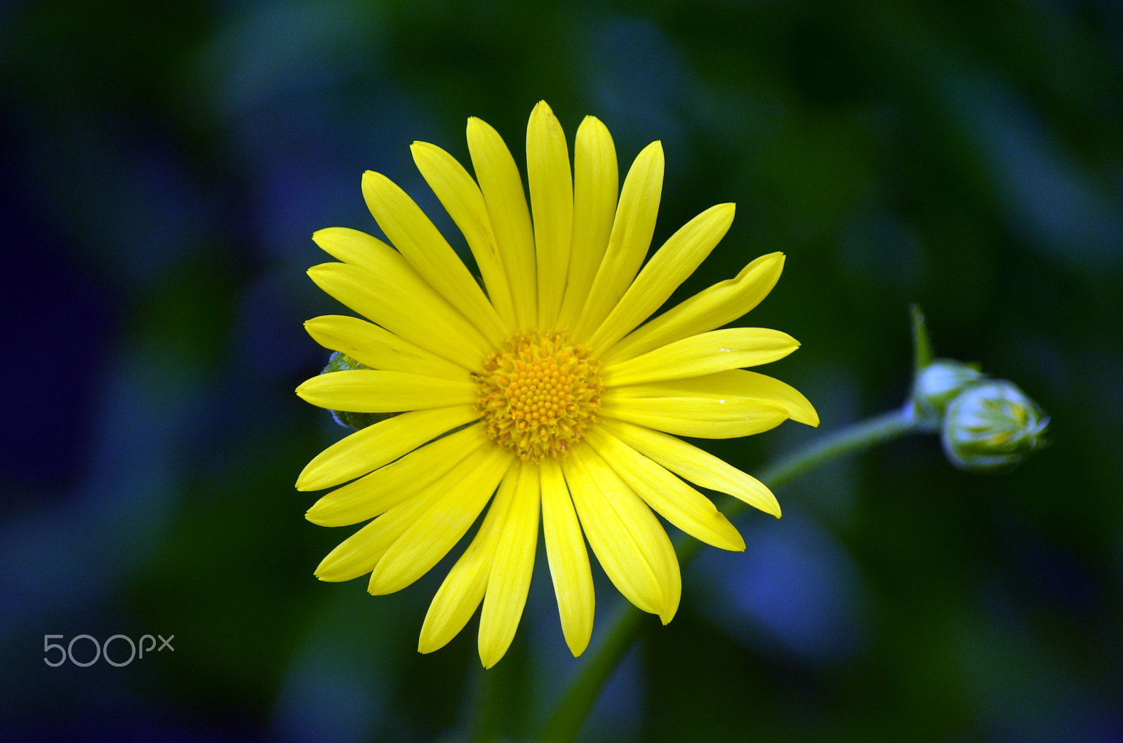 Nikon AF-S Nikkor 70-200mm F4G ED VR sample photo. Yellow flower by tonnyfroyen.com photography