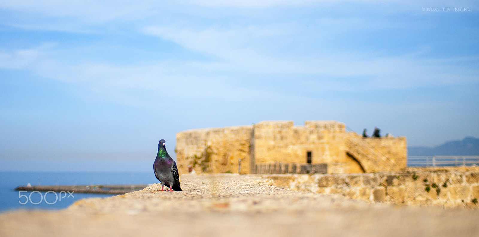 Nikon D300S + Sigma 30mm F1.4 EX DC HSM sample photo. Dove photography
