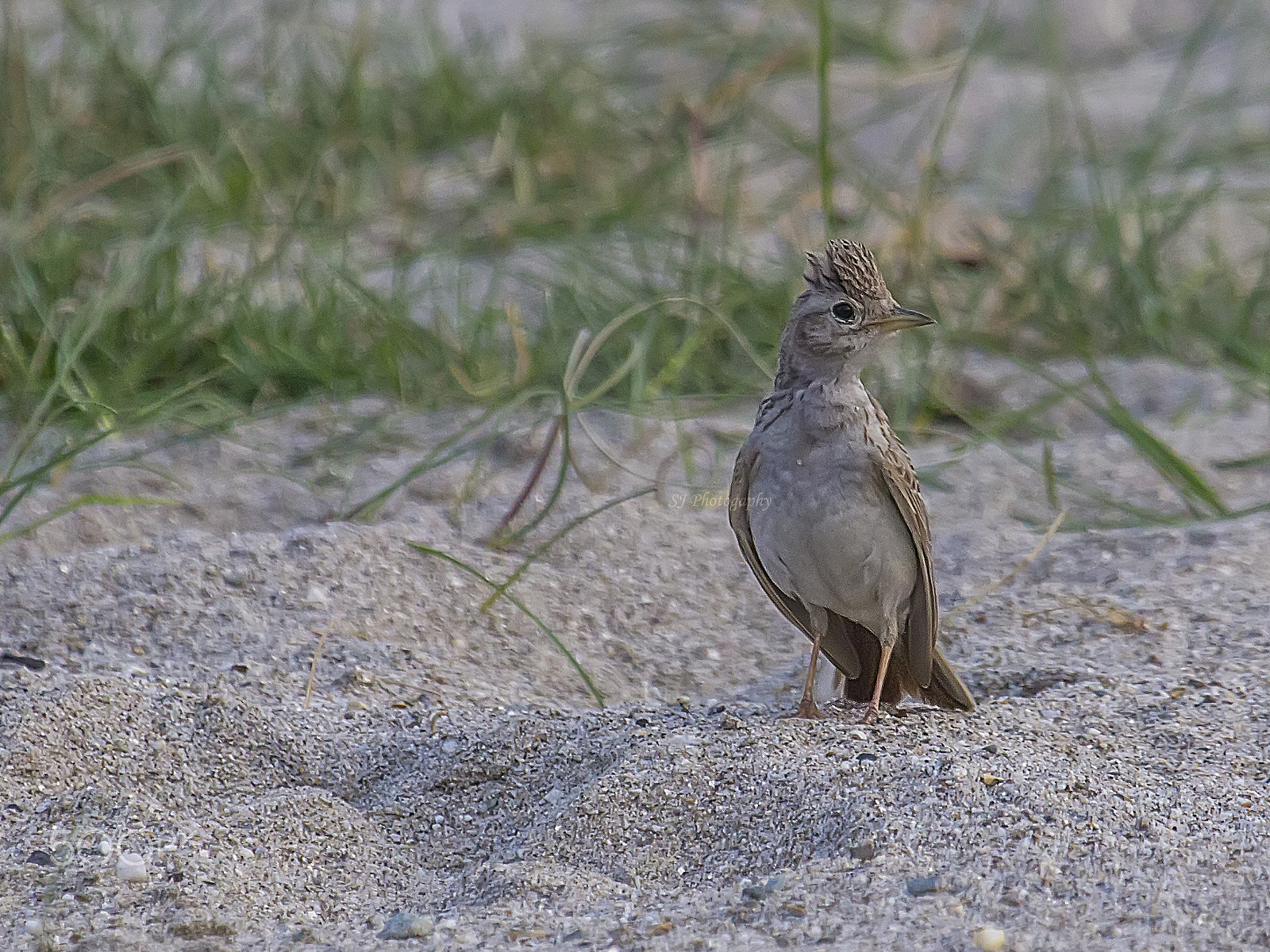 Canon EF 100-400mm F4.5-5.6L IS USM sample photo. Sand lark photography