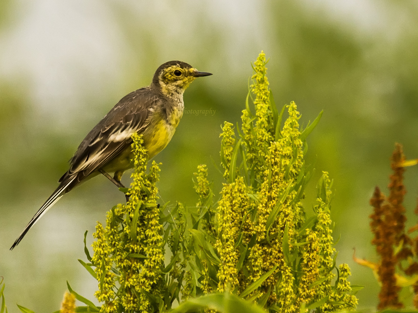 Canon EF 100-400mm F4.5-5.6L IS USM sample photo. Citrine wagtail photography