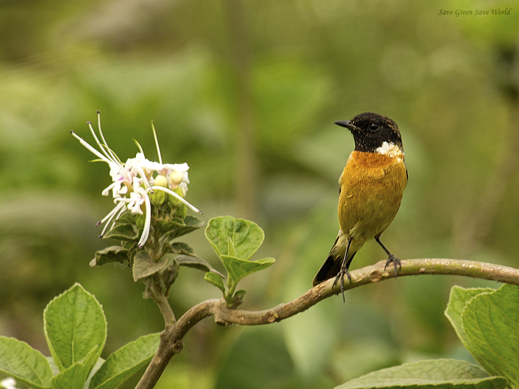 Canon EF 100-400mm F4.5-5.6L IS USM sample photo. Common stonechat photography