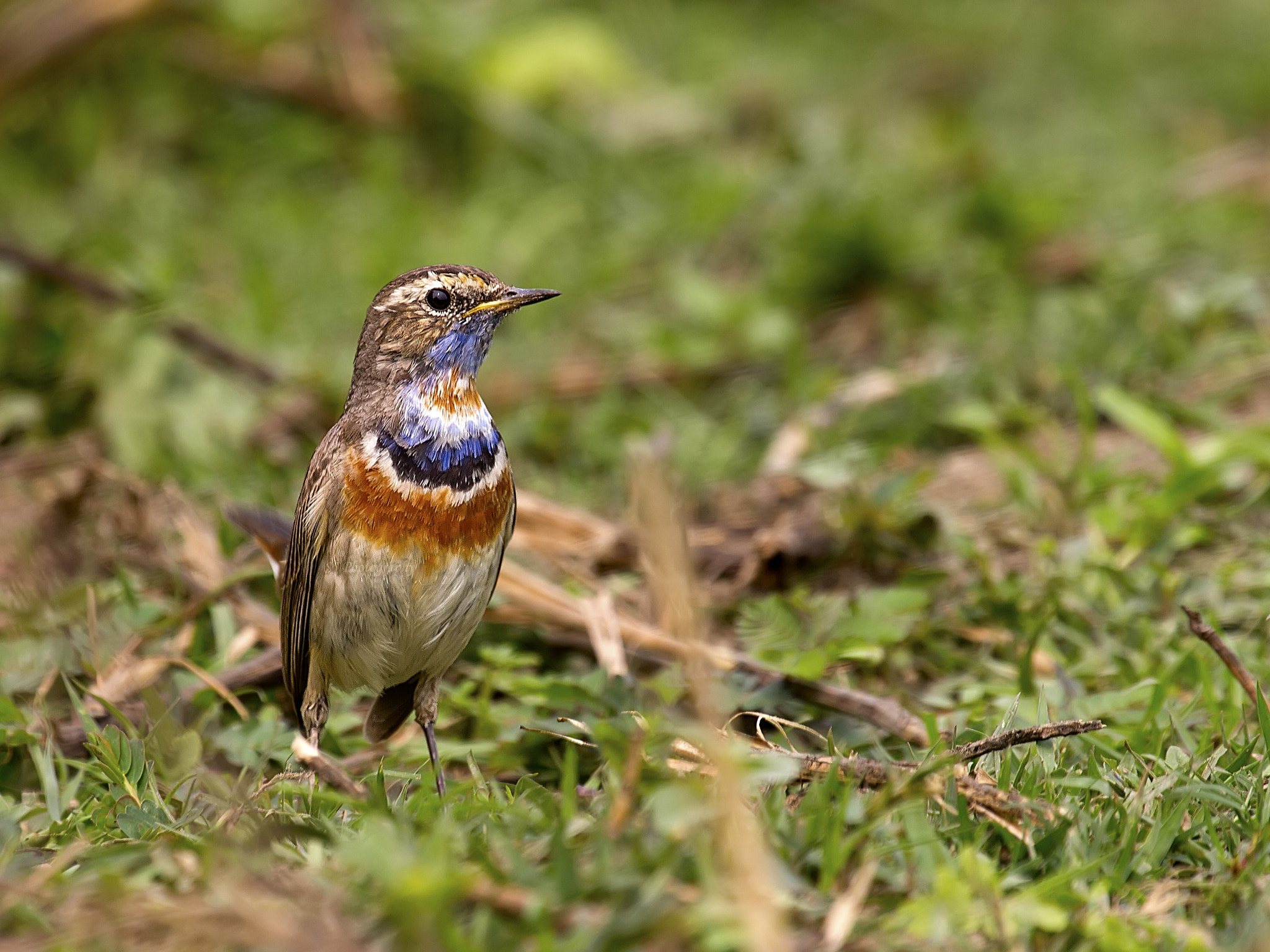Canon EF 100-400mm F4.5-5.6L IS USM sample photo. Bluethroat photography