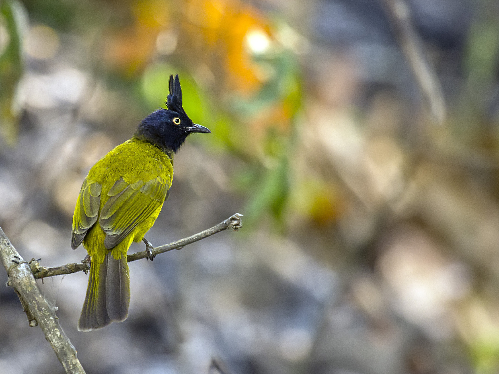 Canon EOS 600D (Rebel EOS T3i / EOS Kiss X5) + Canon EF 100-400mm F4.5-5.6L IS USM sample photo. Black crested bulbul photography
