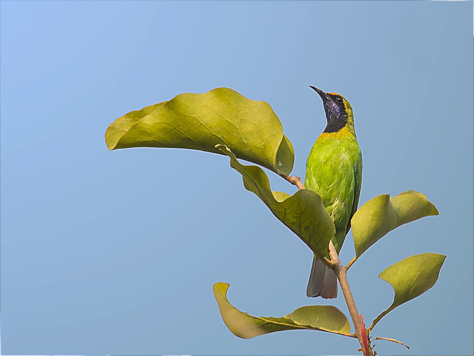 Canon EF 100-400mm F4.5-5.6L IS USM sample photo. Golden-fronted leafbird photography