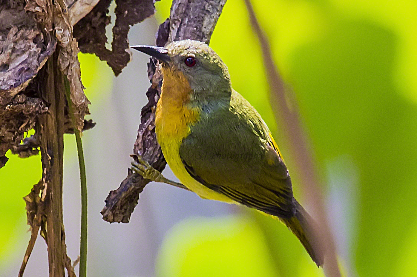 Canon EF 100-400mm F4.5-5.6L IS USM sample photo. Ruby-cheeked sunbird photography