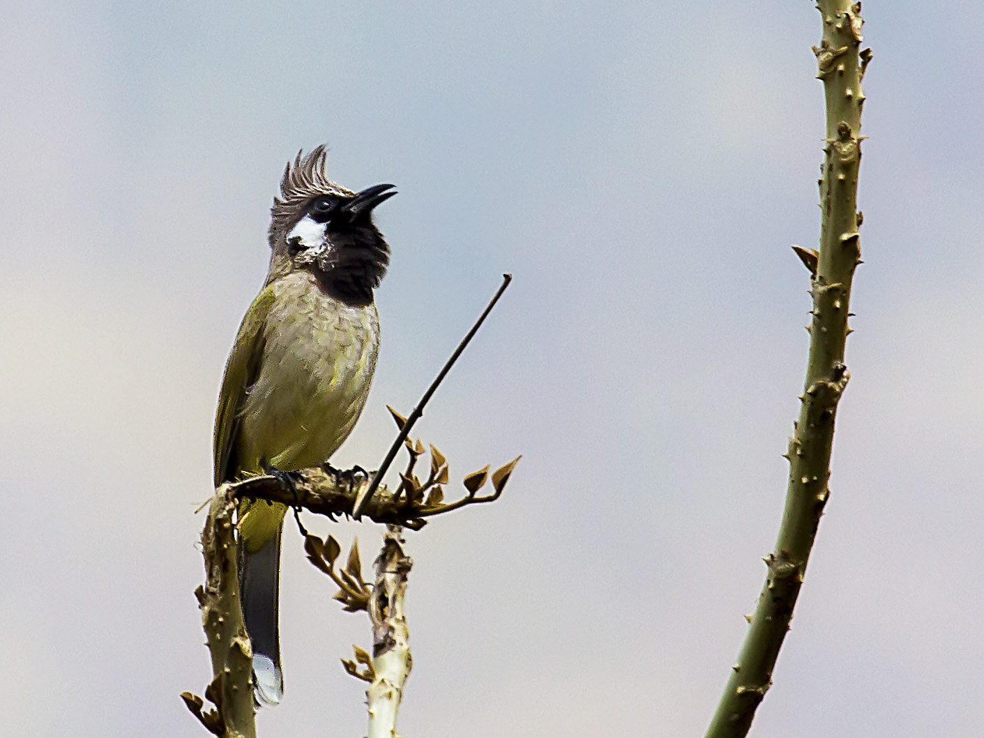 Canon EOS 600D (Rebel EOS T3i / EOS Kiss X5) + Canon EF 100-400mm F4.5-5.6L IS USM sample photo. Himalayan bulbul photography