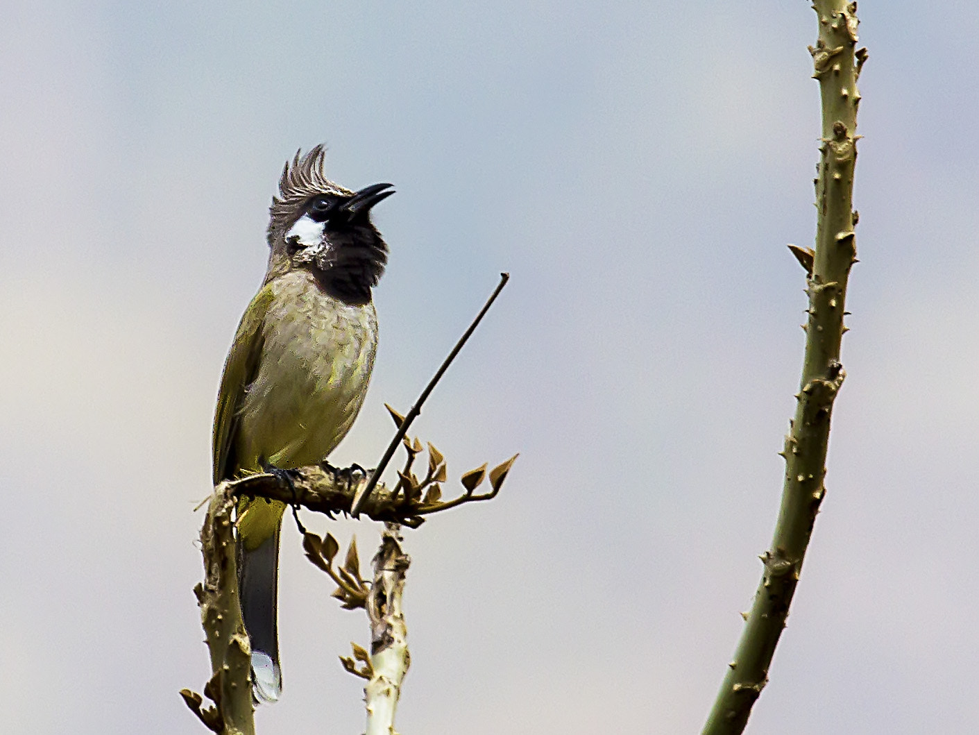 Canon EF 100-400mm F4.5-5.6L IS USM sample photo. Himalayan bulbul photography