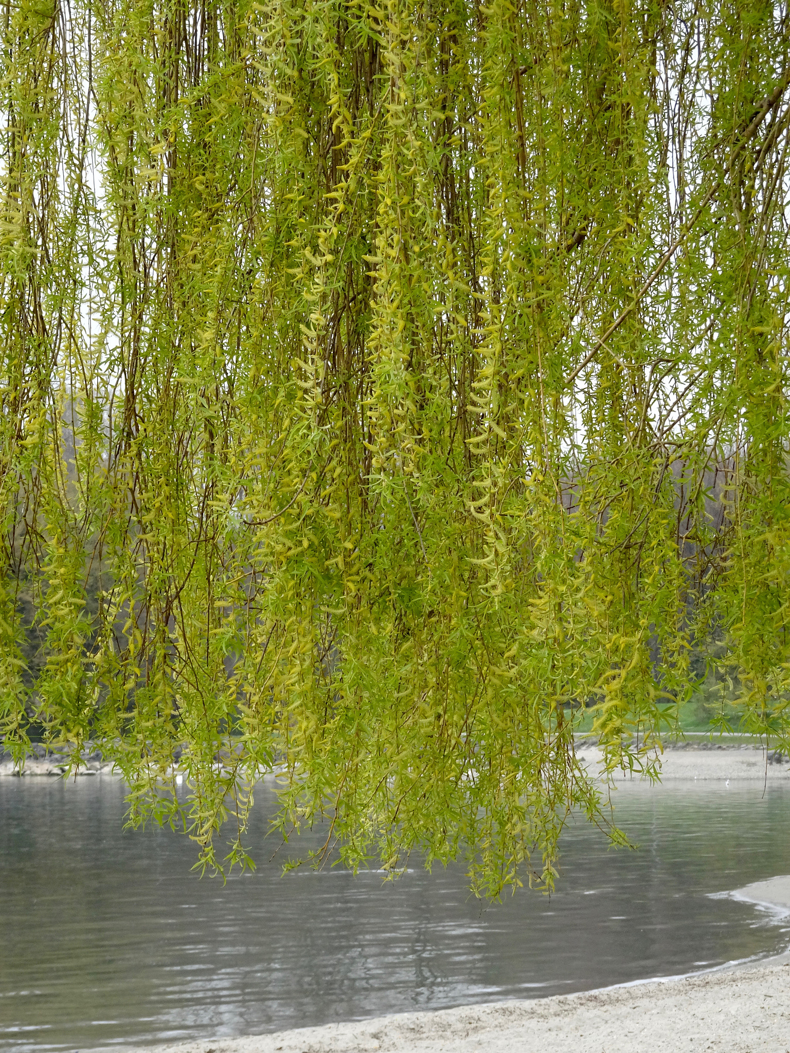 Sony 24-720mm F3.5-6.4 sample photo. Printemps au bord du lac lÉman photography