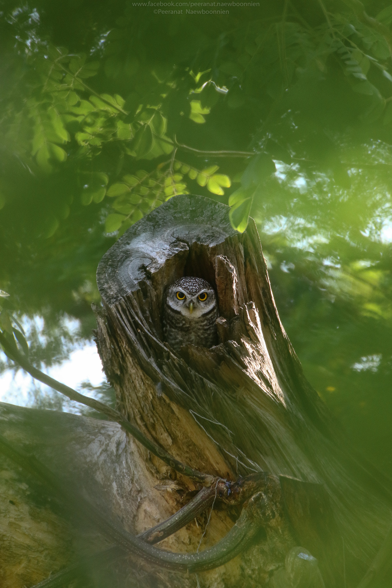 Tamron SP 35mm F1.8 Di VC USD sample photo. Moody owl photography