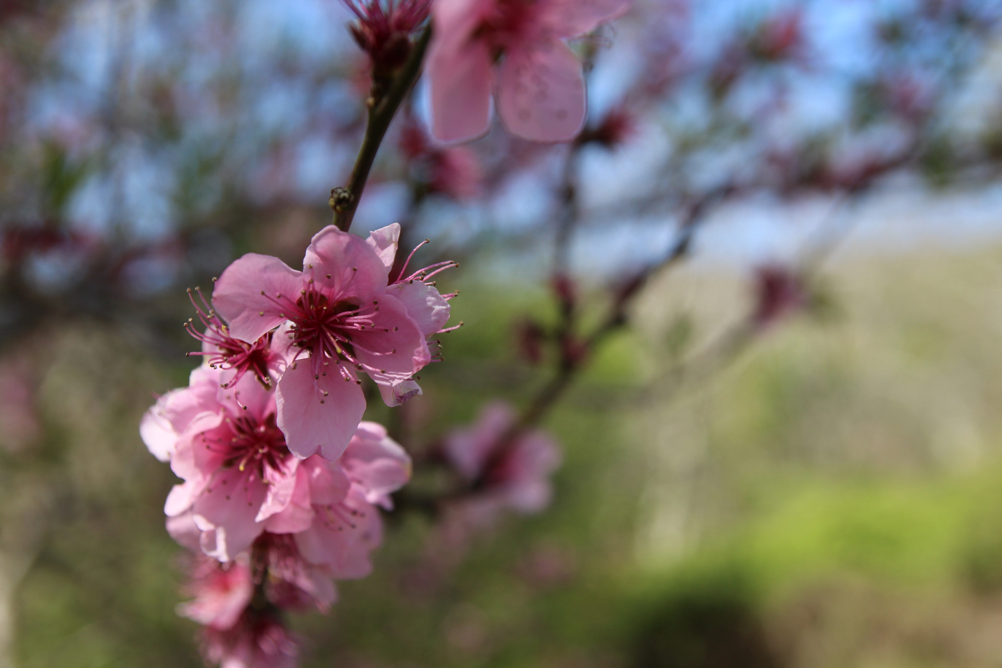 Tamron SP AF 17-50mm F2.8 XR Di II LD Aspherical (IF) sample photo. Spring flowers  photography