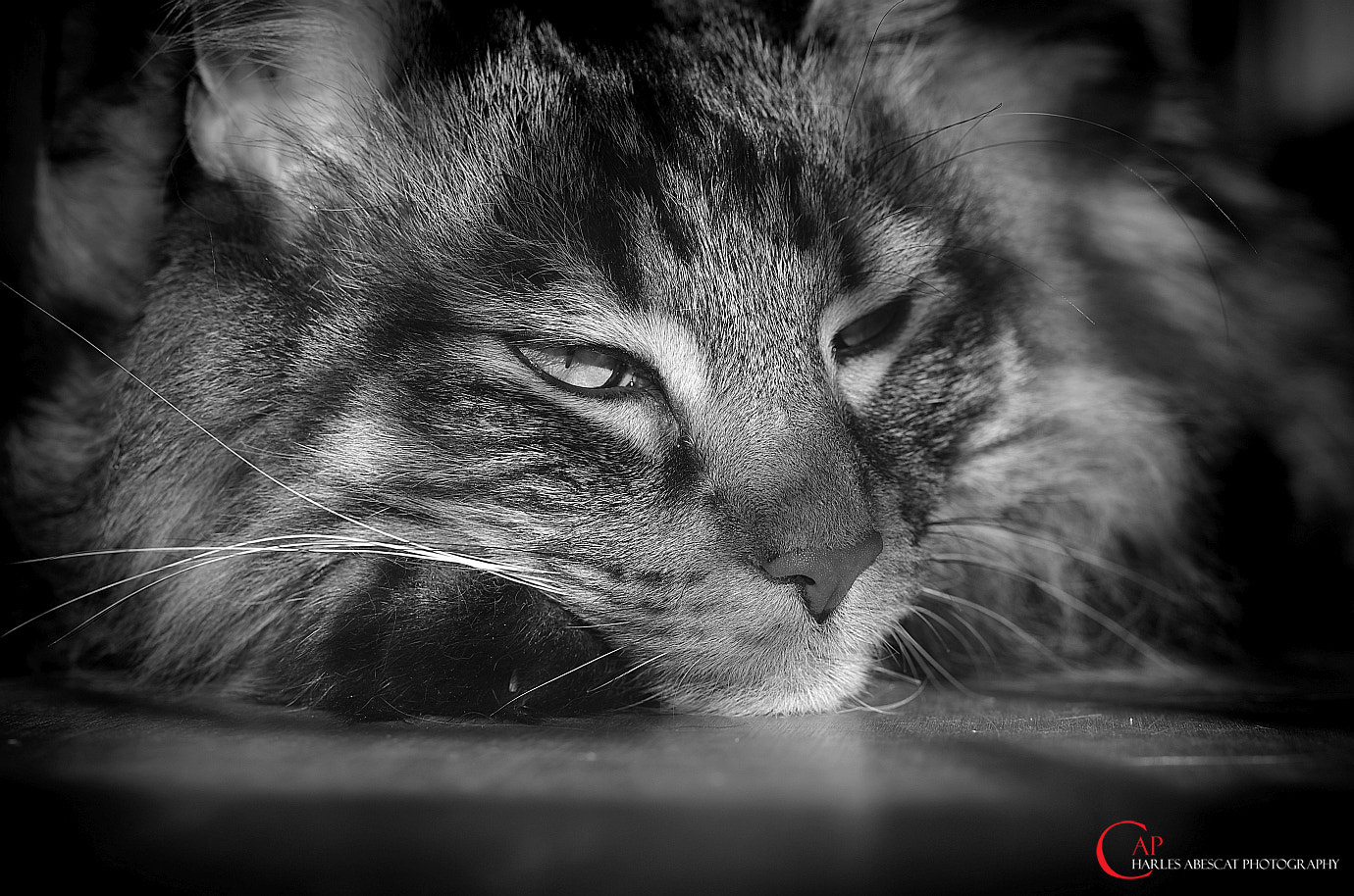 Pentax K-5 + Pentax smc DA* 55mm F1.4 SDM sample photo. Asyla - norwegian forest cat photography