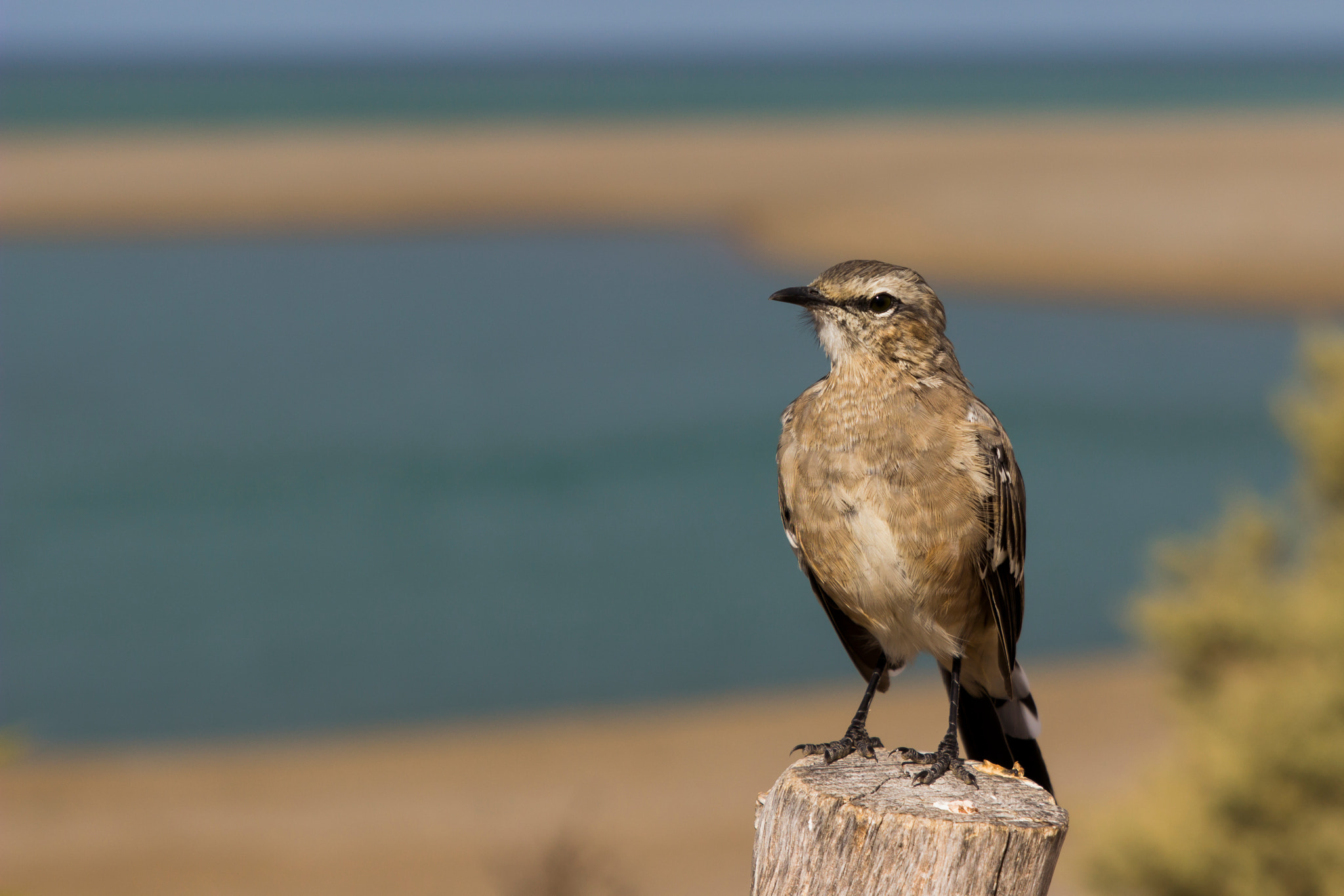 Sigma 24-70mm F2.8 EX DG Macro sample photo. Calandria (mimus patagonicus) photography