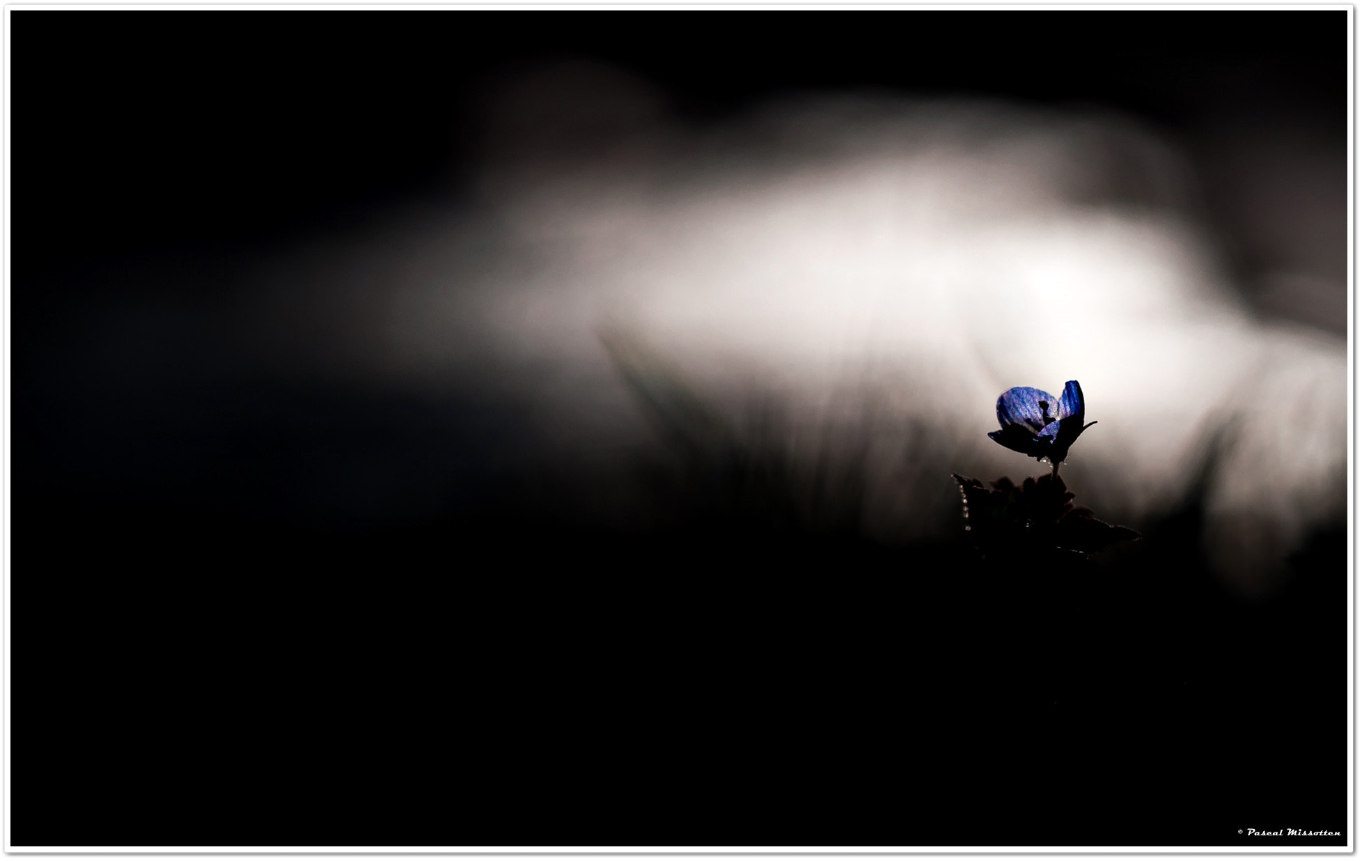 Nikon D90 + AF Micro-Nikkor 60mm f/2.8 sample photo. "véronique a la tête dans les nuages" photography