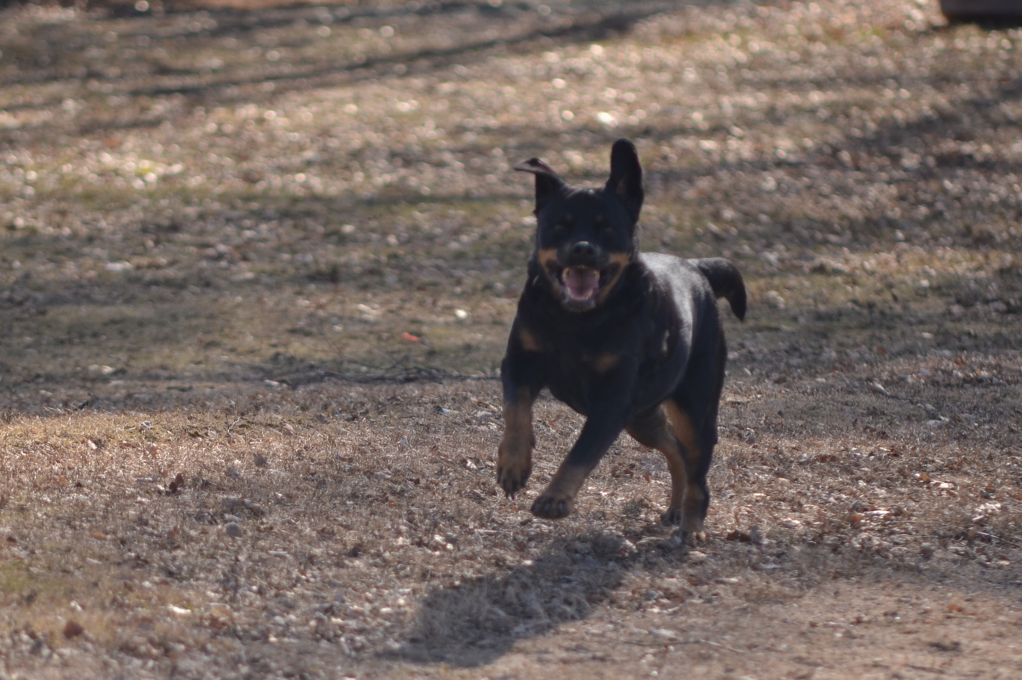 Sigma 50-150mm F2.8 EX APO DC HSM sample photo. Selma photography