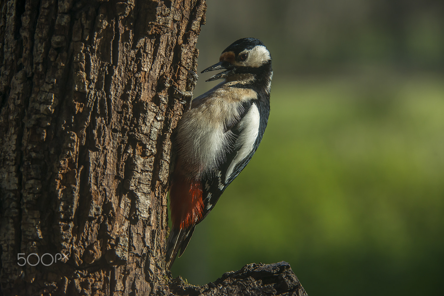 Nikon AF-S Nikkor 200-400mm F4G ED-IF VR sample photo. Great spotted woodpecker photography