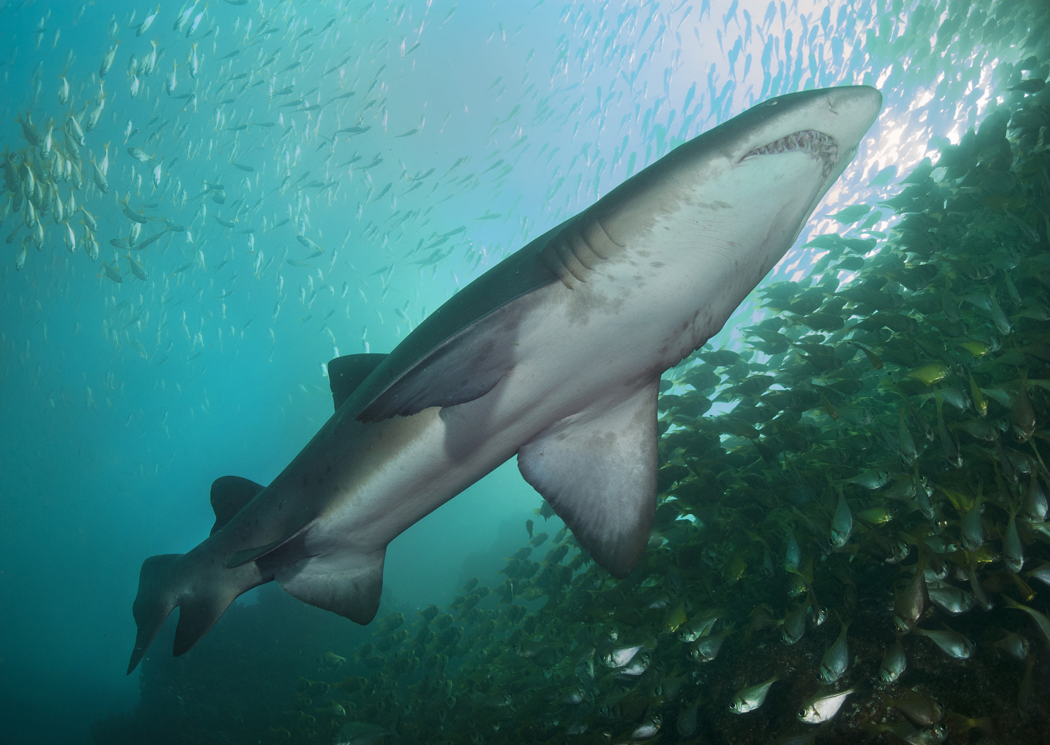 Nikon D200 + Nikon AF Fisheye-Nikkor 16mm F2.8D sample photo. Sharky mcsharkface photography