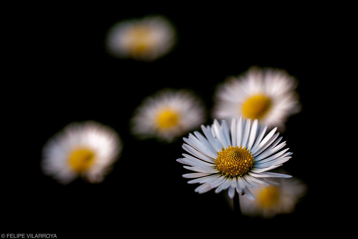 Nikon D5000 + Sigma 50mm F2.8 EX DG Macro sample photo. Margarita y los huevos fritos photography