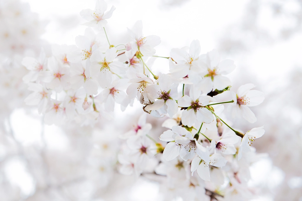 cherry blossom by Honam Sohn on 500px.com