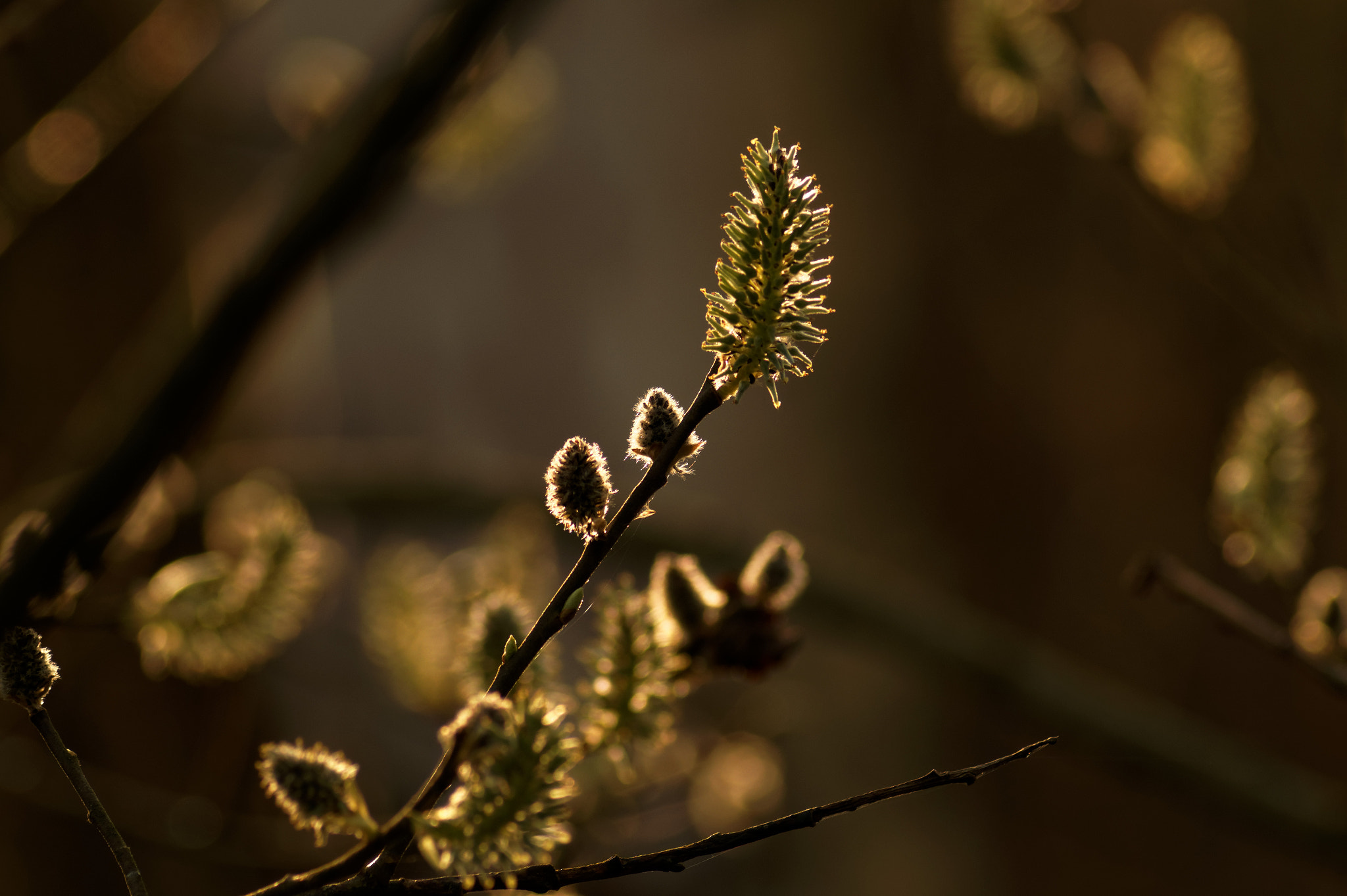 Tamron AF 70-300mm F4-5.6 Di LD Macro sample photo. Spring impressions 7 photography