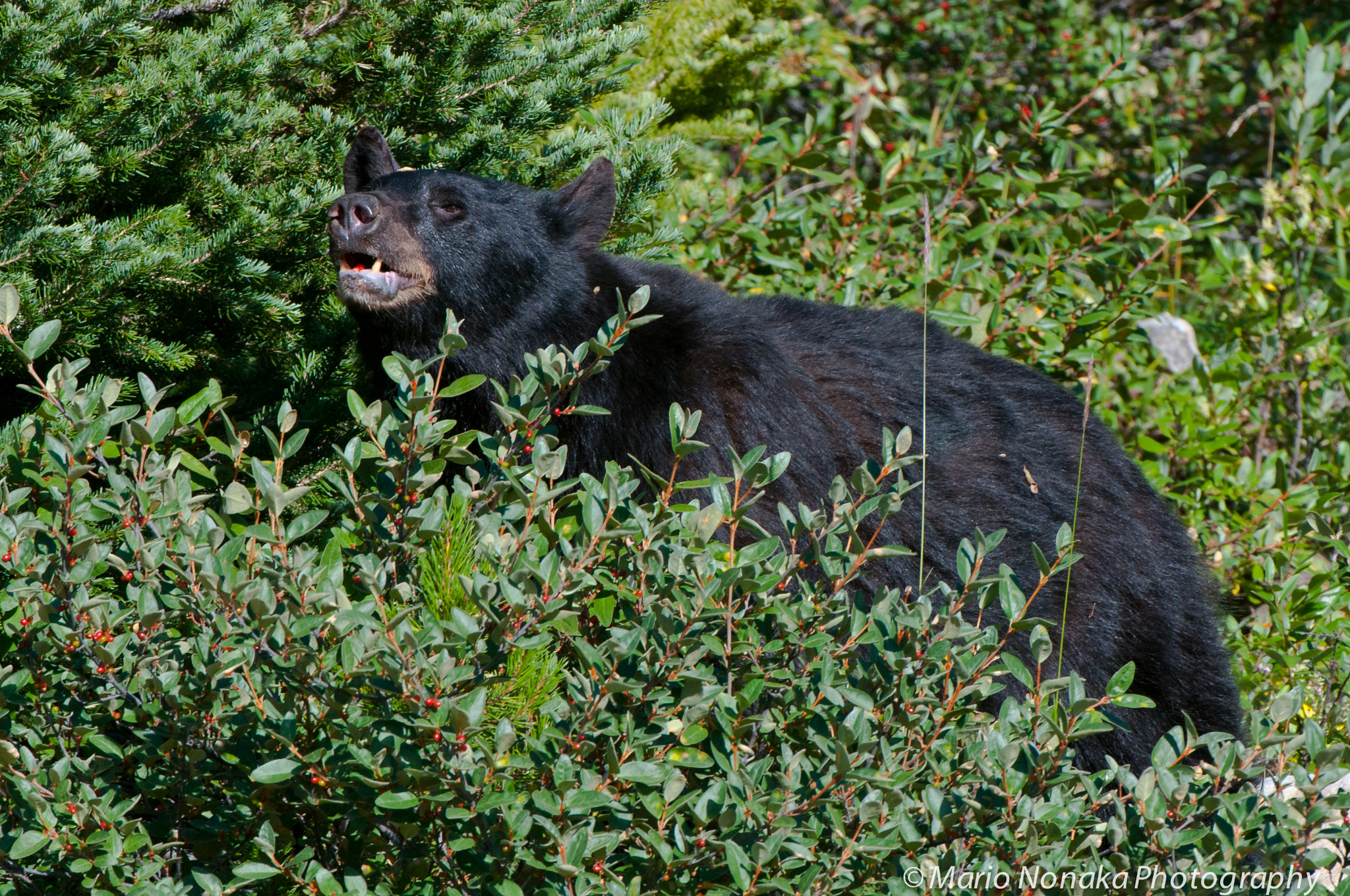 Nikon AF-S Nikkor 200-400mm F4G ED-IF VR sample photo. Bear&berries photography