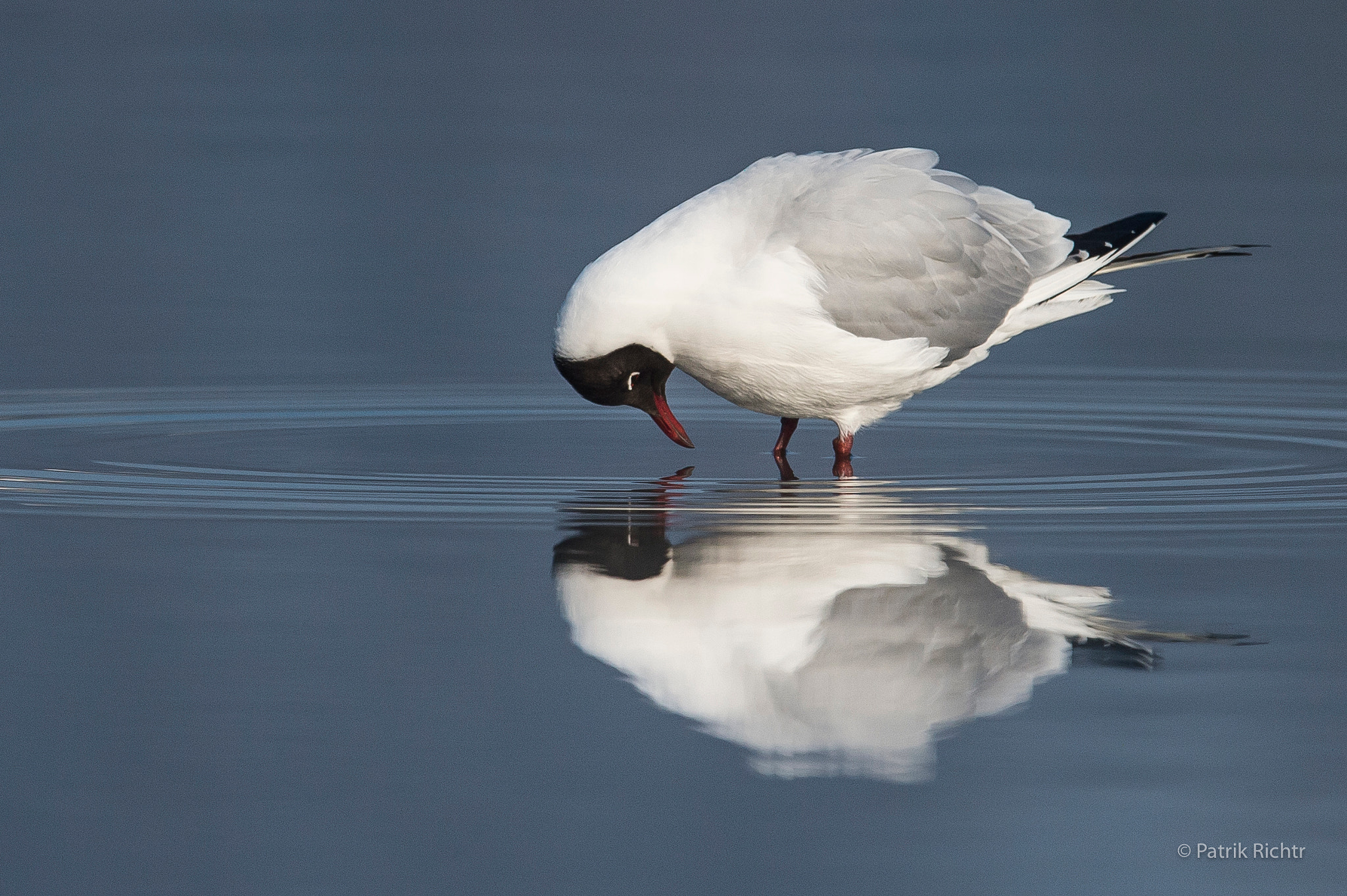Nikon D4S + Nikon AF-S Nikkor 600mm F4G ED VR sample photo. Black-headed gull looks in the mirror photography