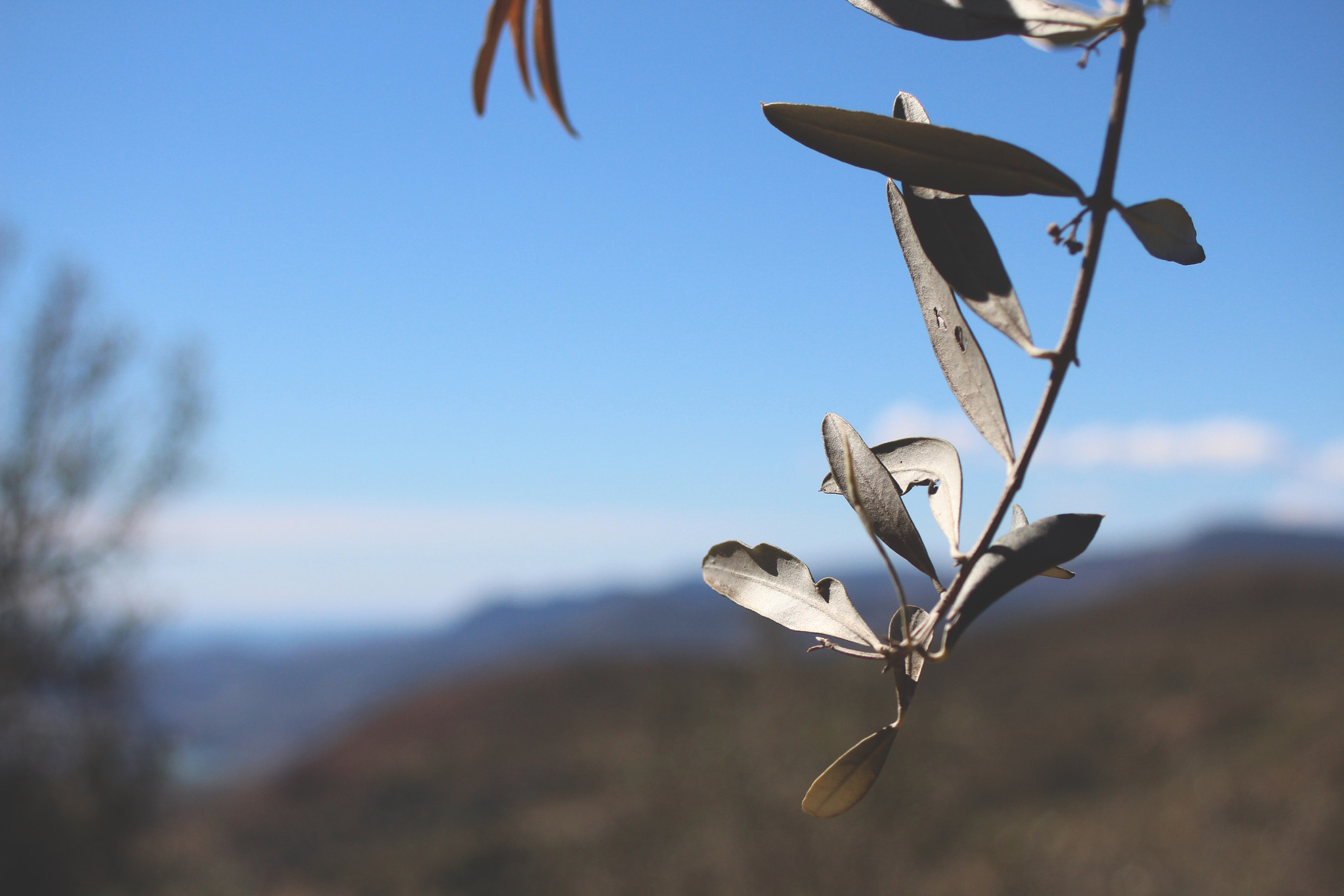Canon EF 28-80mm f/3.5-5.6 sample photo. Olivares coloridos photography