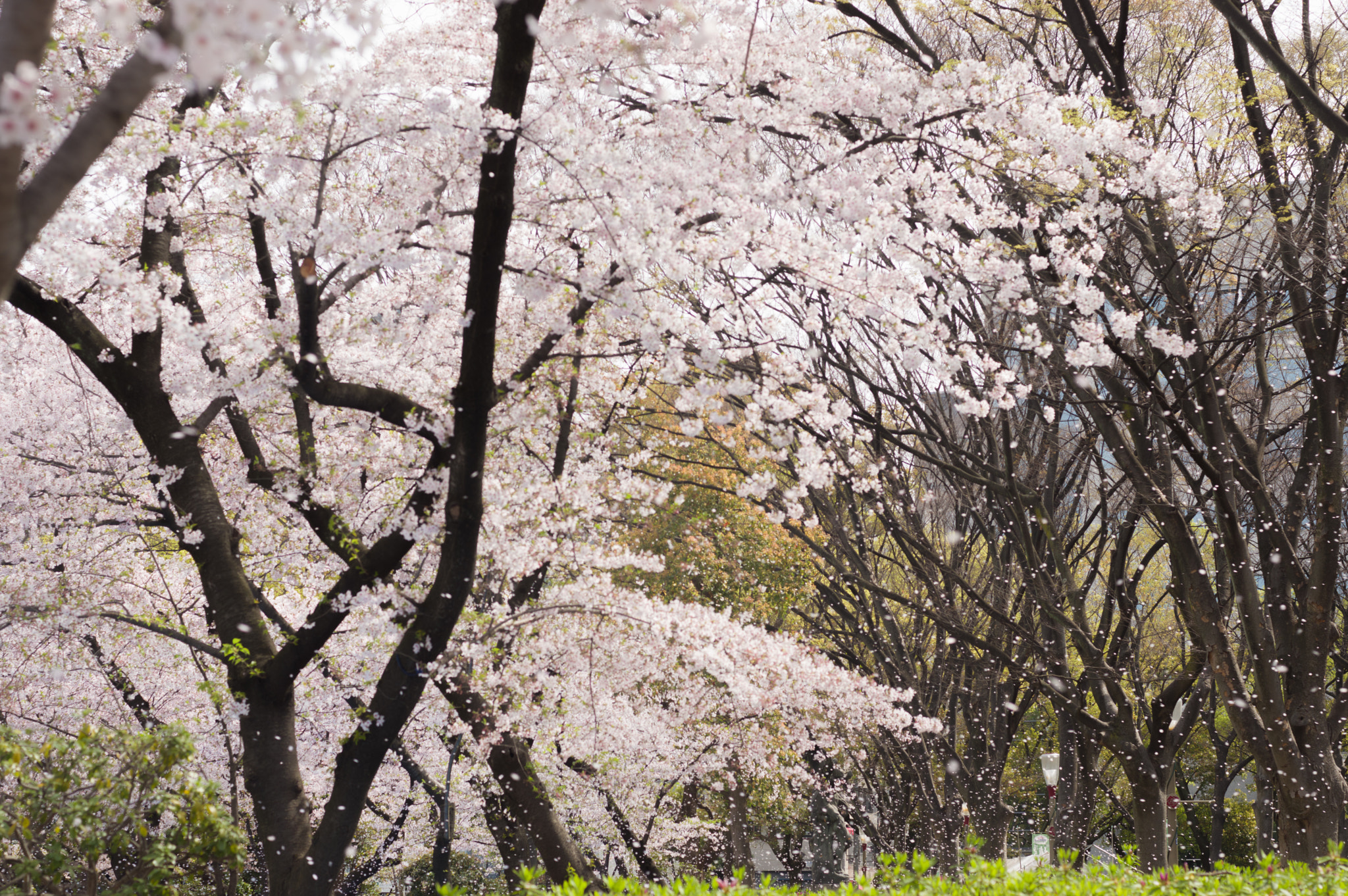 Pentax K-3 II + A Series Lens sample photo. Sakura fubuki photography