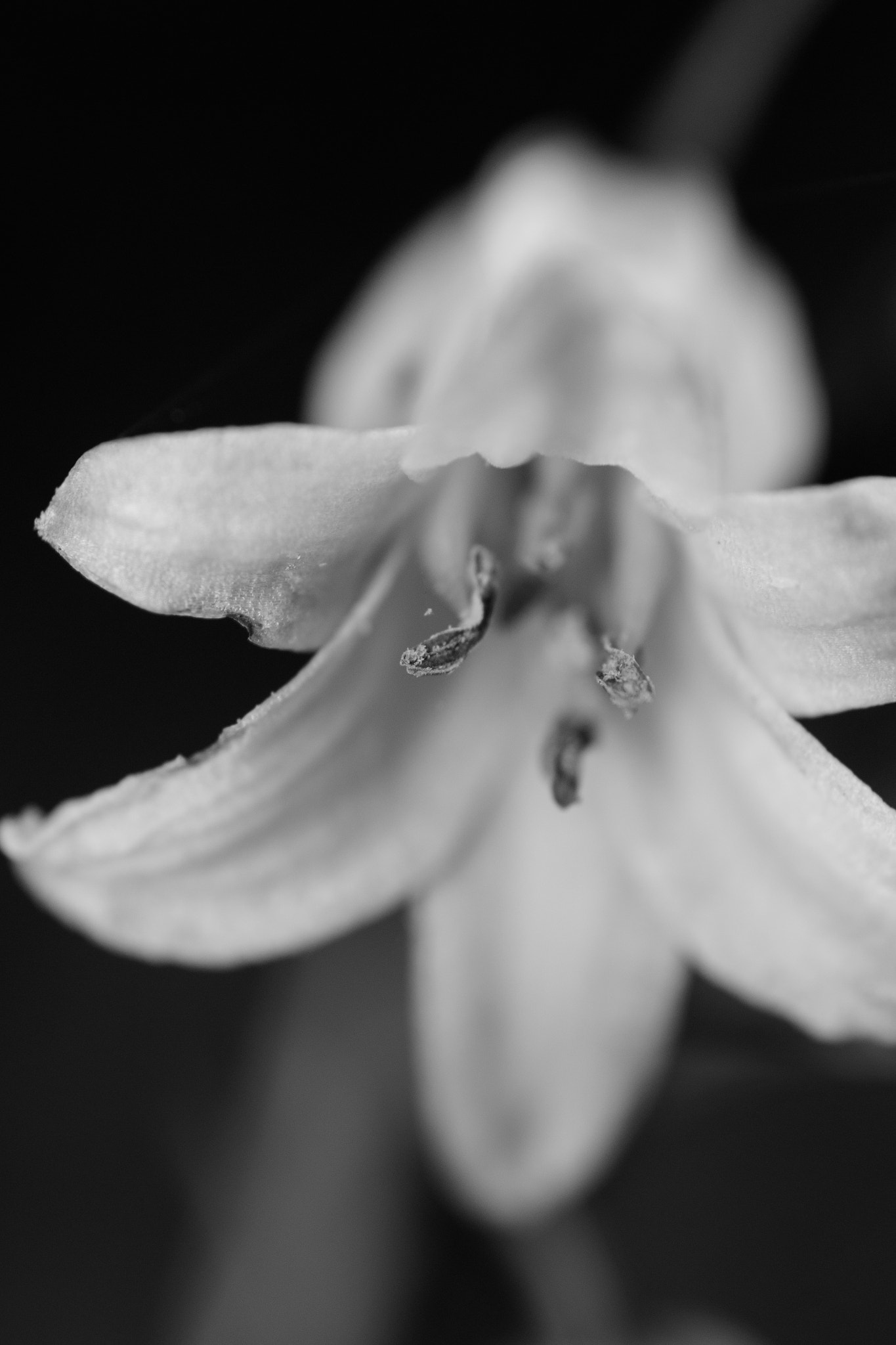 Nikon D3100 + AF Micro-Nikkor 60mm f/2.8 sample photo. Spring ghost photography