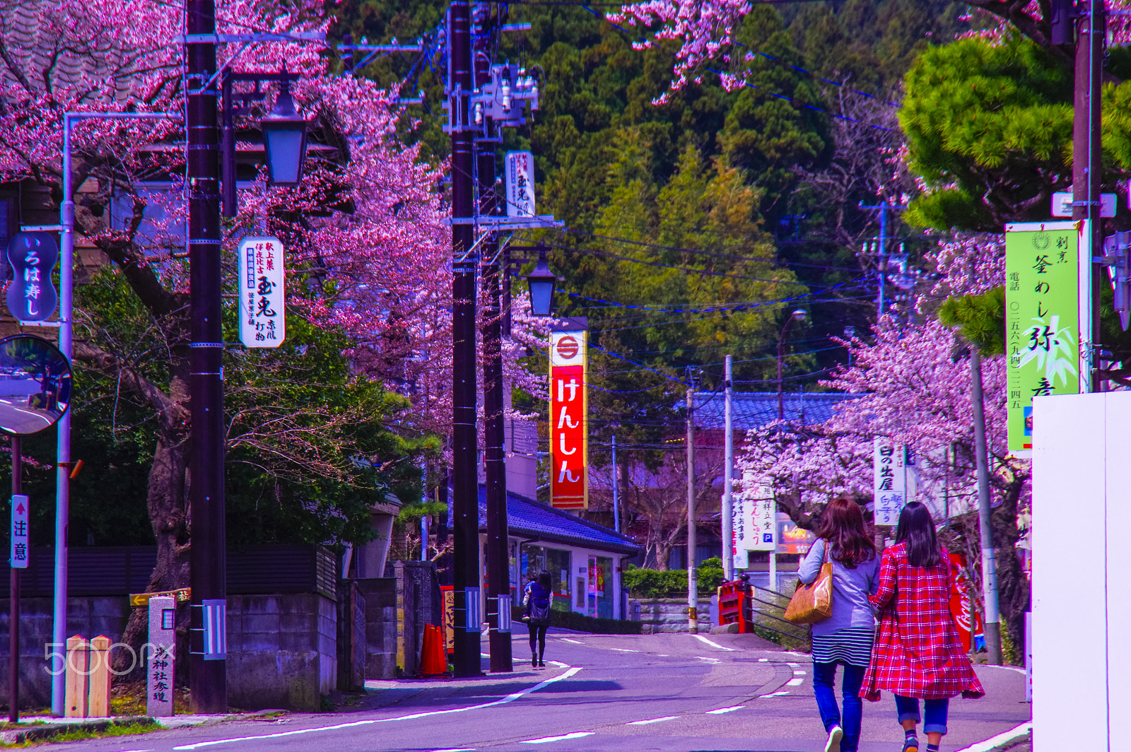 Pentax K-3 II sample photo. "桜…桜… " cherry tree... cherry tree... photography