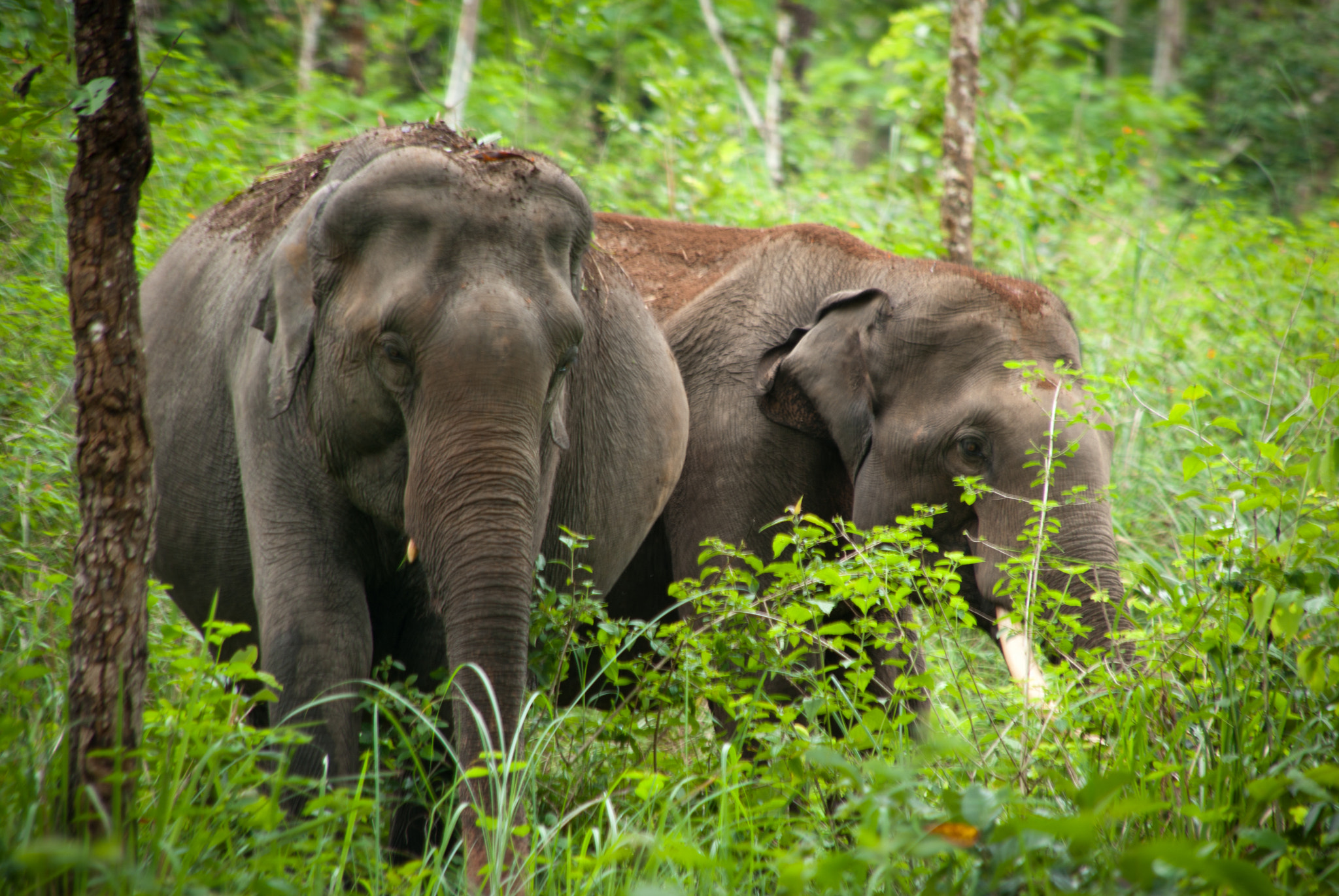 Pentax K200D + Sigma sample photo. Wild elephants at the forest photography