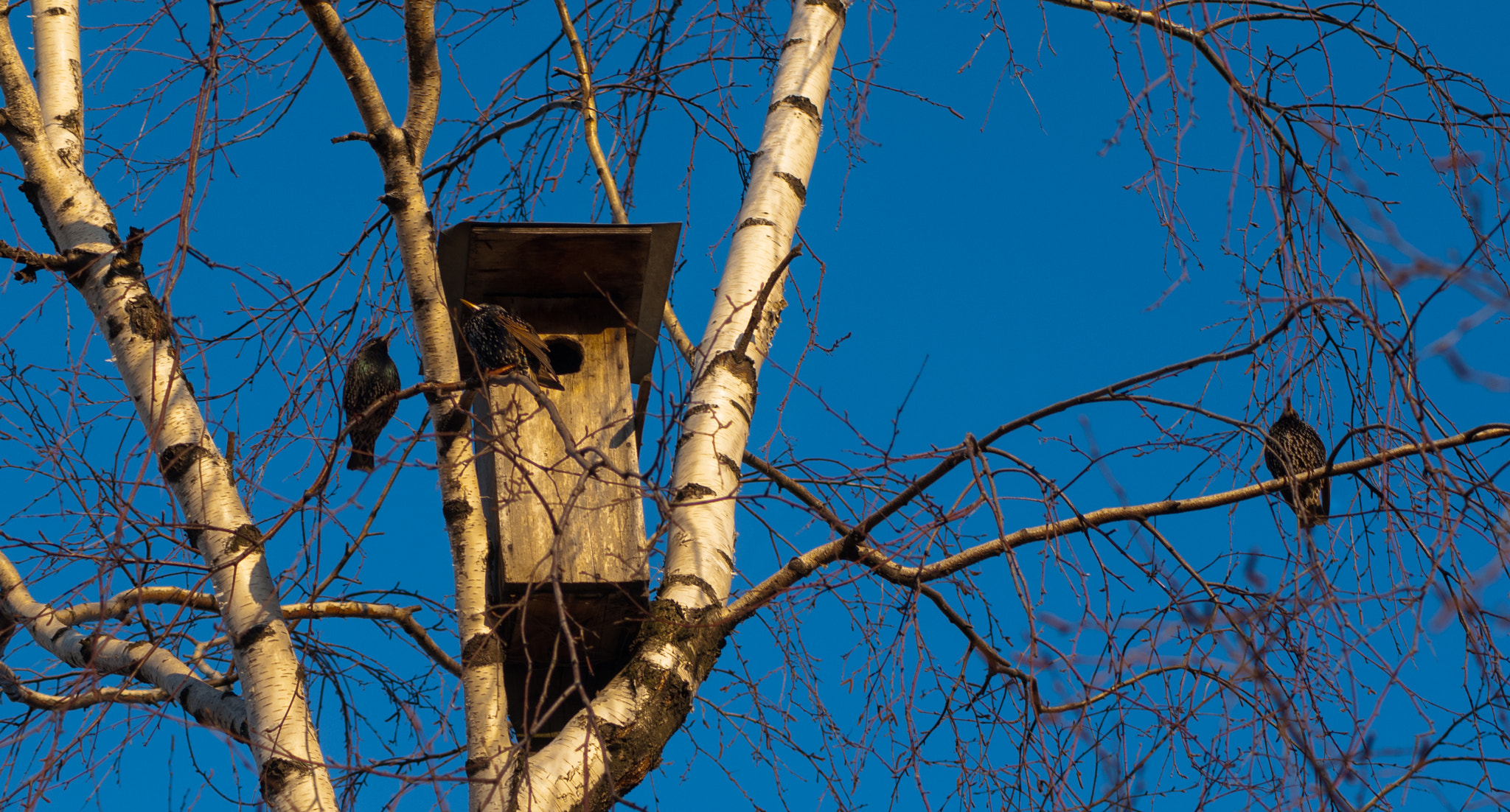 AF Zoom-Nikkor 75-300mm f/4.5-5.6 sample photo. "Третий лишний" или скворцы прилетели. photography
